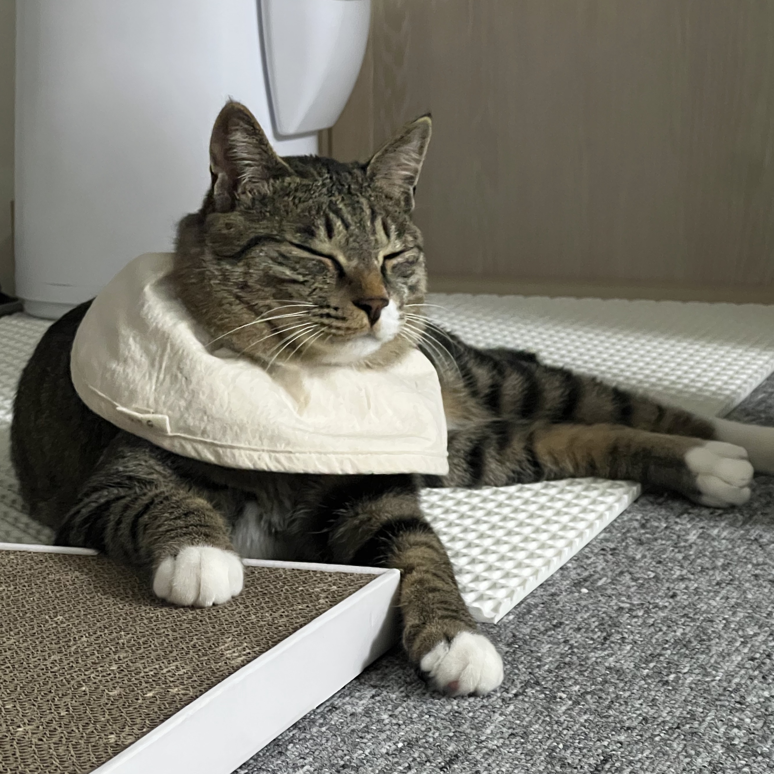 Gottagohome Cape neck collar for cats 착용 스타일 - 1