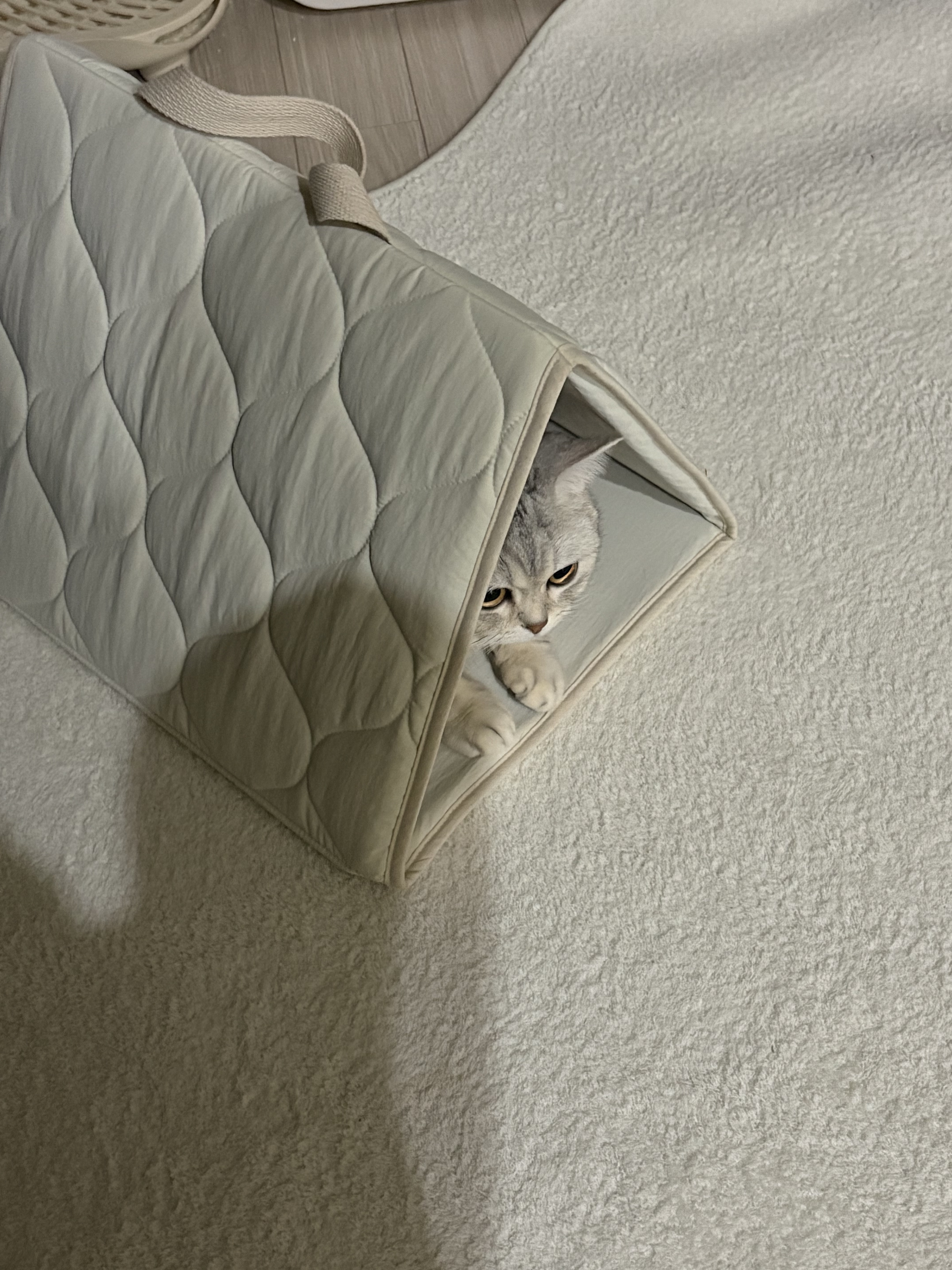 Gottagohome Invisible cat cape toy, Gottagohome Curtain Box 착용 스타일 - 2