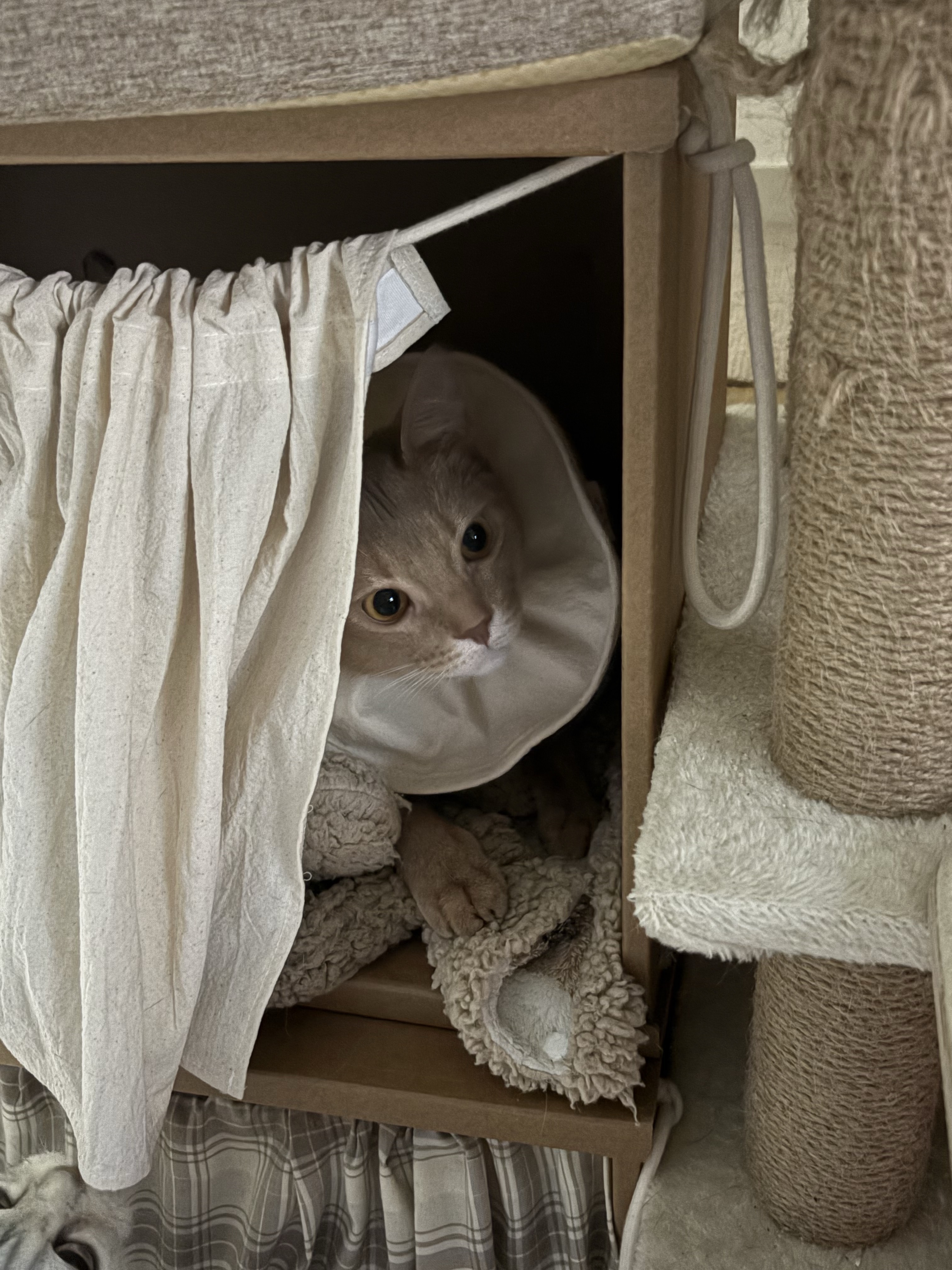 Gottagohome Invisible cat cape toy, Gottagohome Curtain Box 착용 스타일 - 6