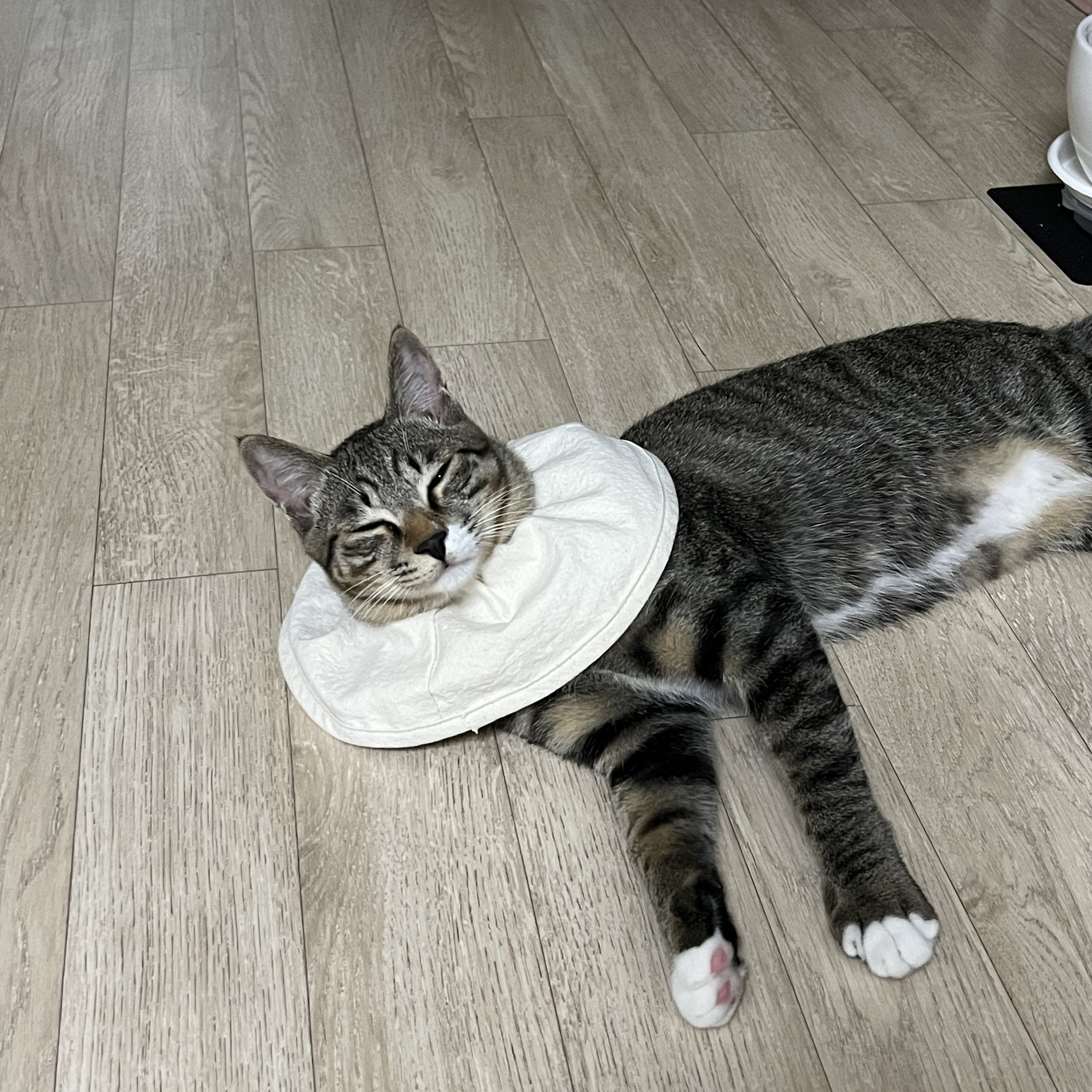 Gottagohome Cape neck collar for cats 착용 스타일 - 1