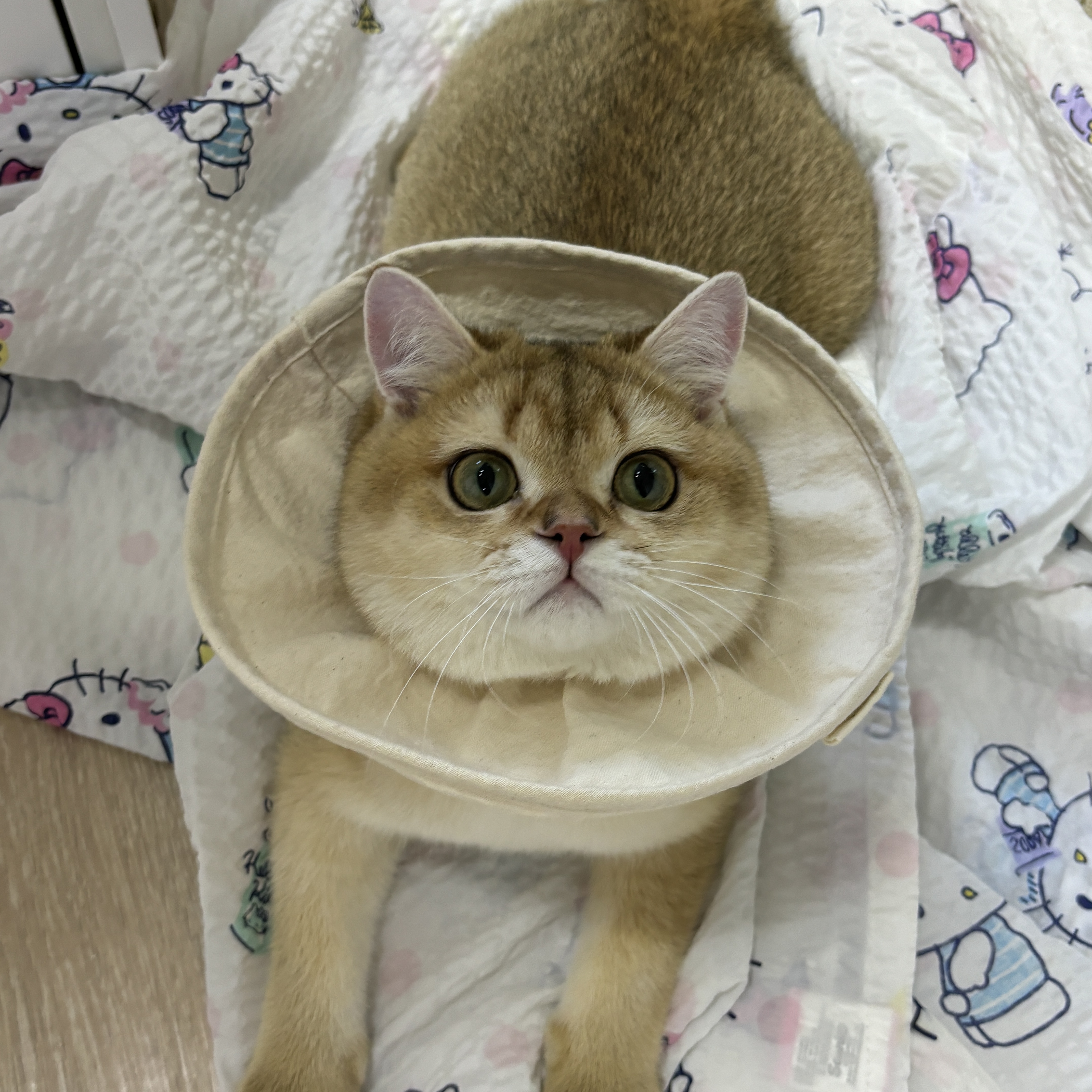Gottagohome Cape neck collar for cats 착용 스타일 - 1
