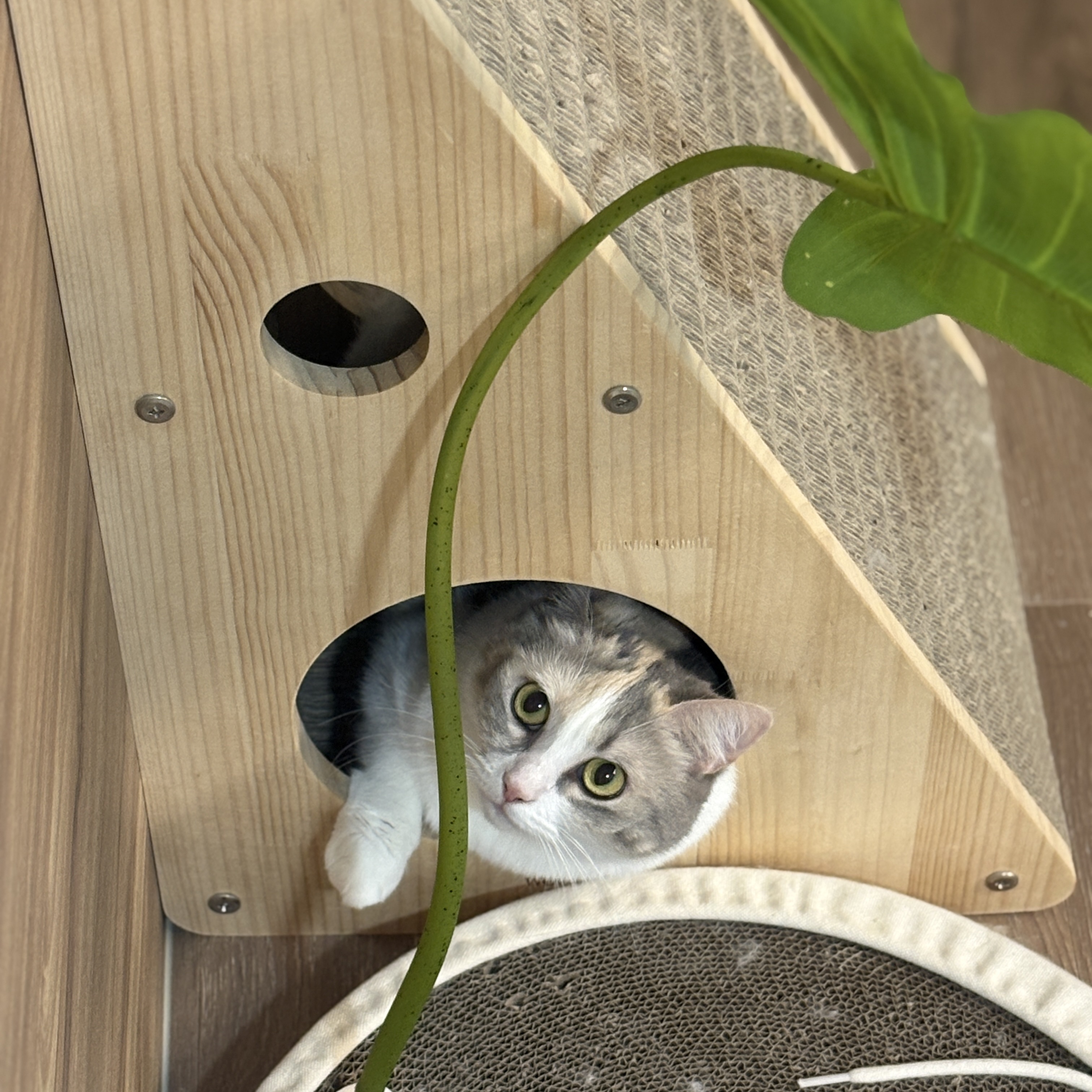 Gottagohome Padded house, Gottagohome Canvas scratcher 착용 스타일 - 4