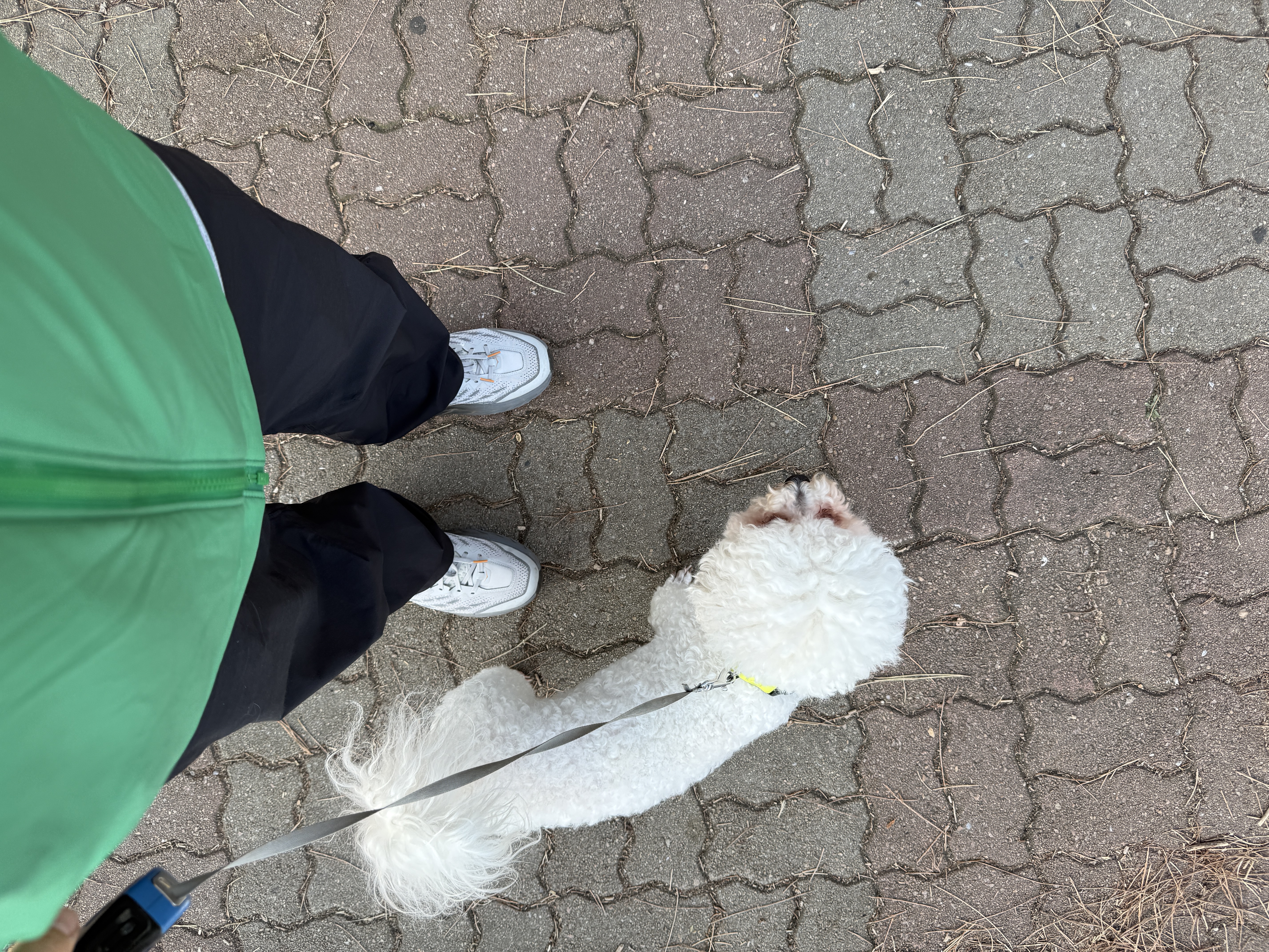 너구리님의 스타일