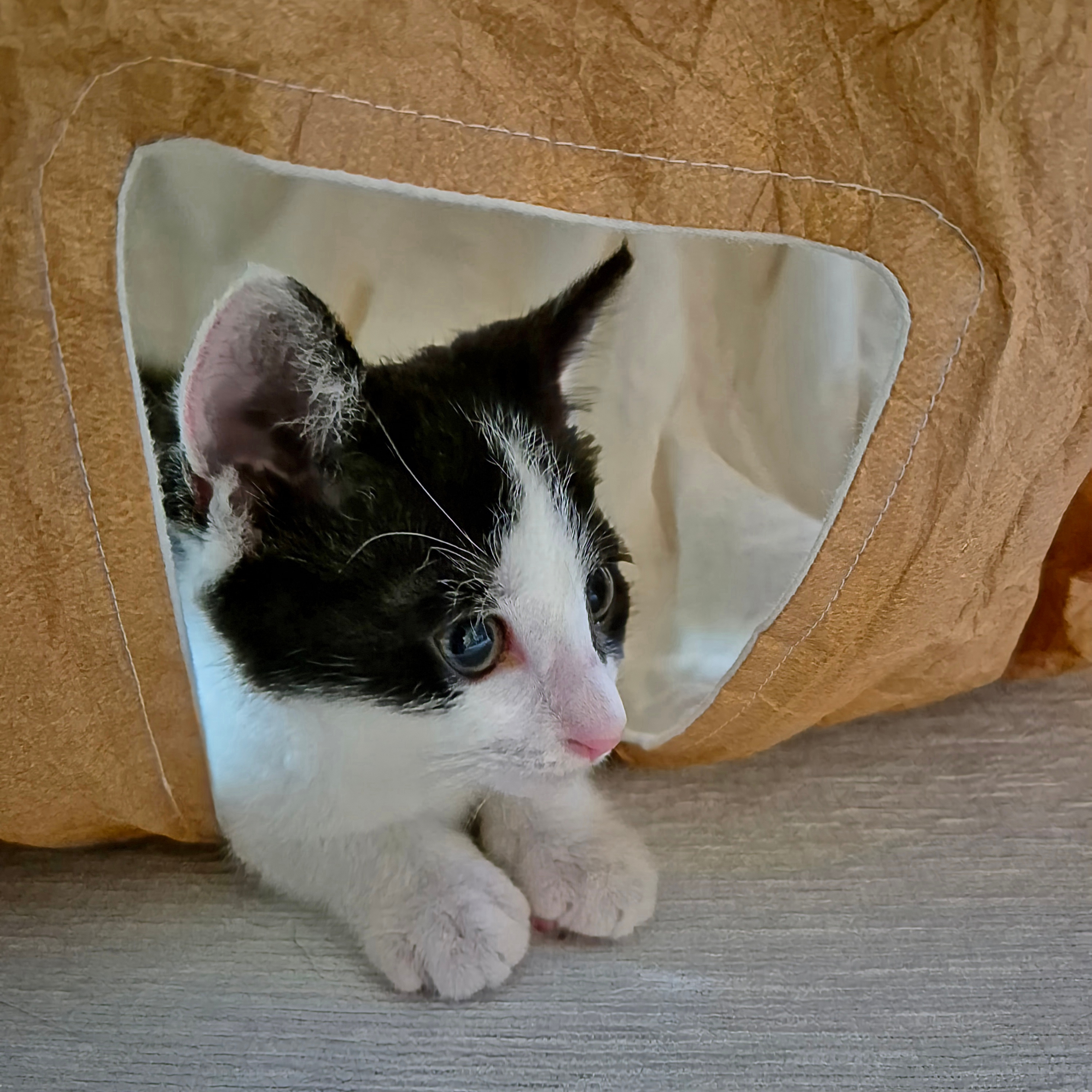 Gottagohome Tyvek cat tunnel - 2nd hole 착용 스타일 - 1