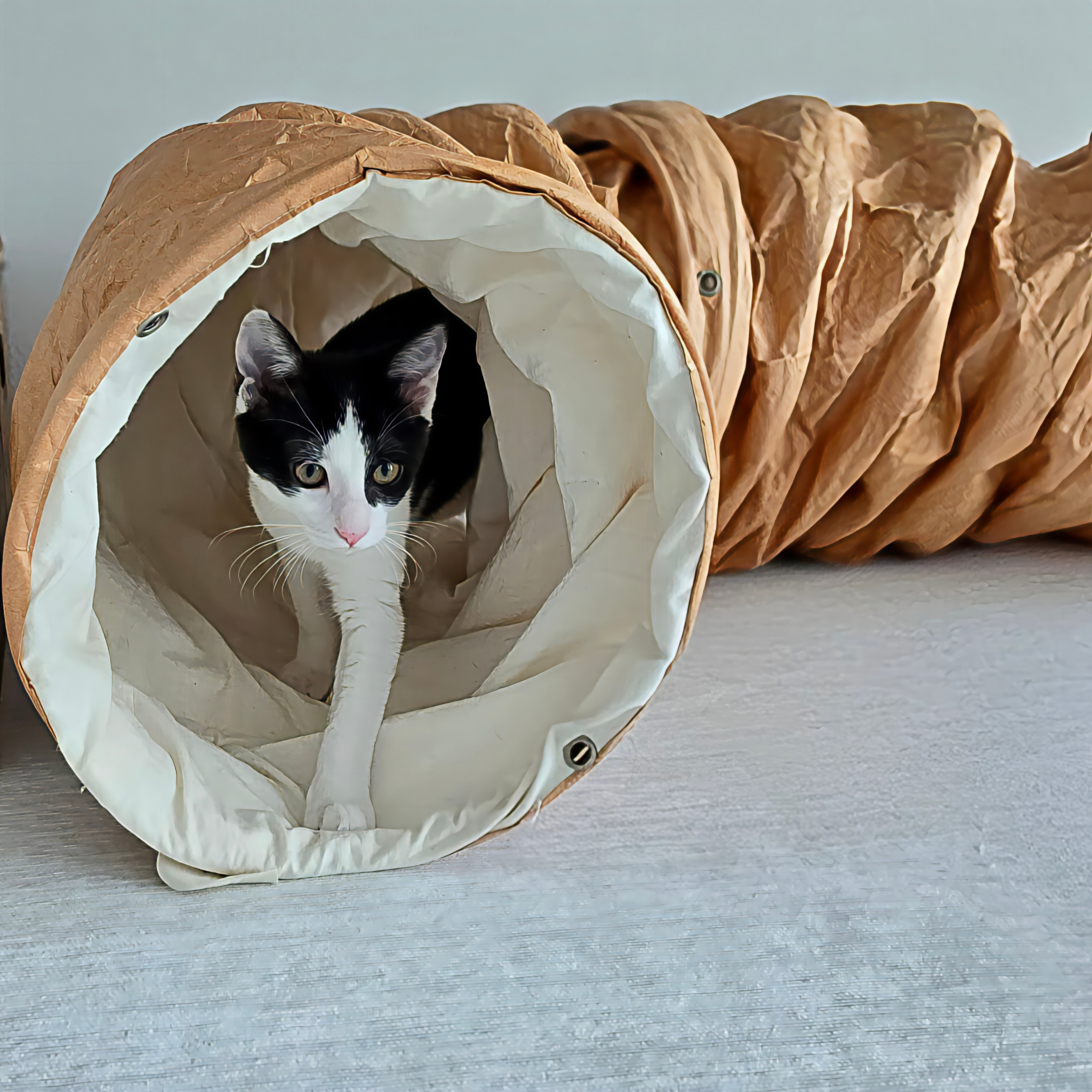 Gottagohome Tyvek cat tunnel - 2nd hole 착용 스타일 - 2