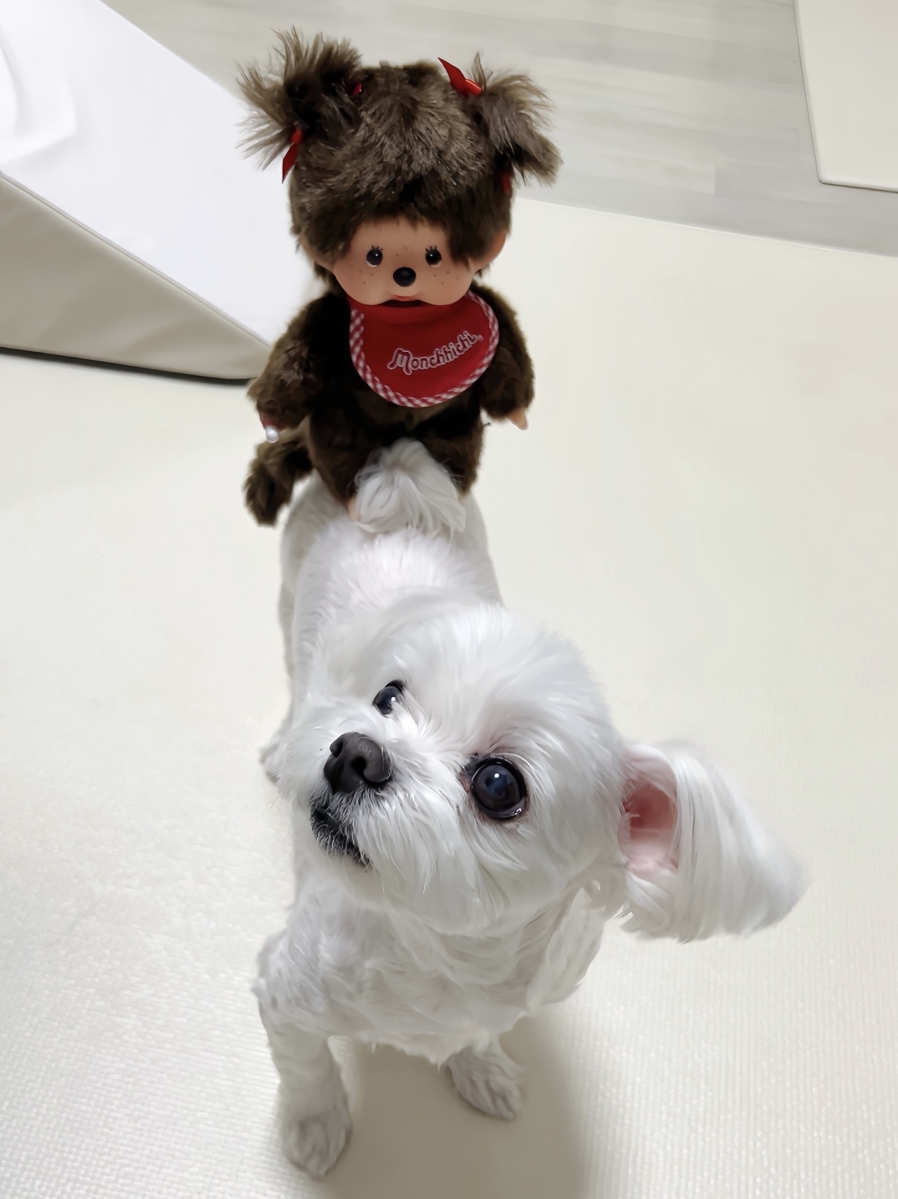 Monchhichi Premium Standard Monchhichi S Brown Girl Twin Tail 착용 스타일 - 3