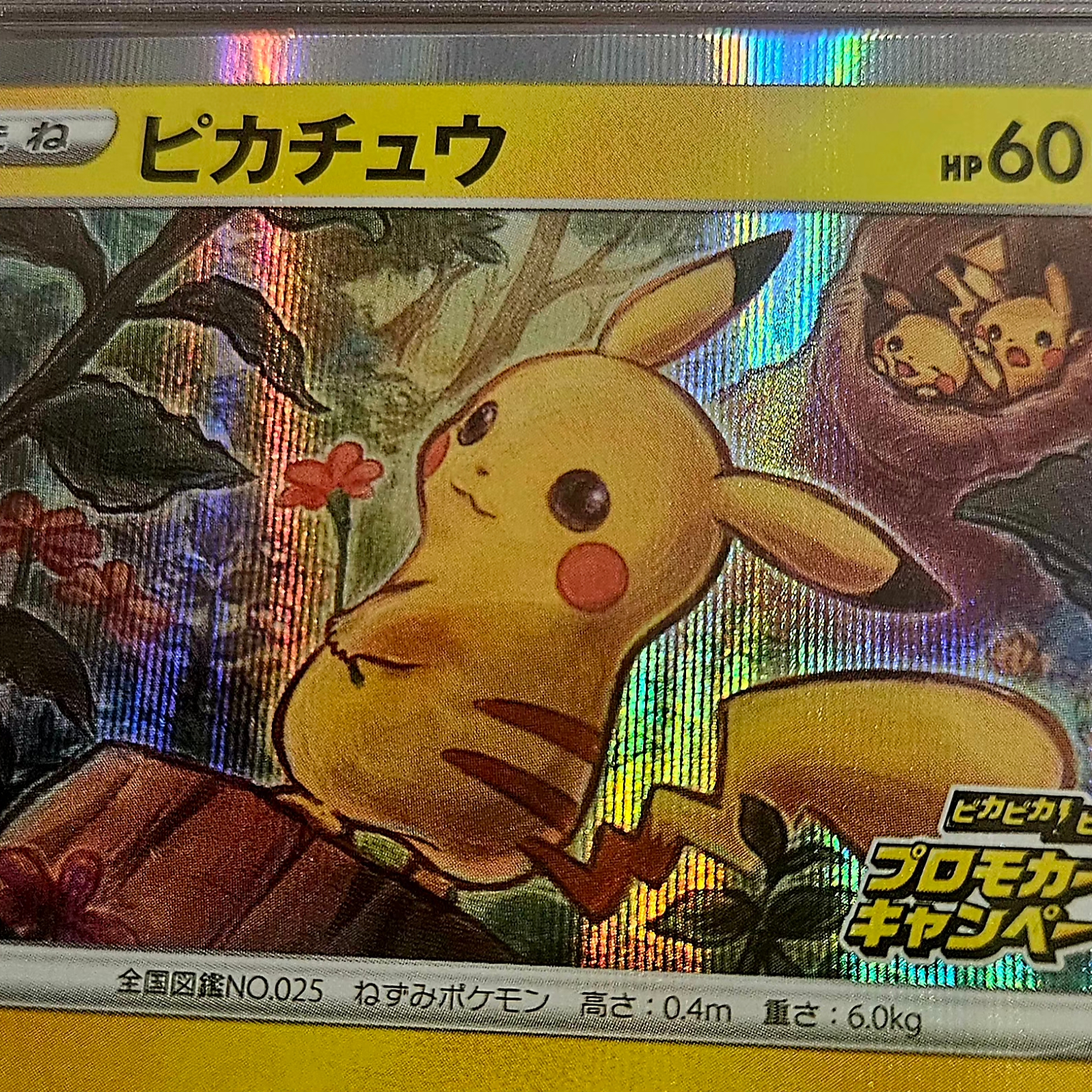 Pokemon TCG Pikachu P Sword & Shield Promos (Japanese Ver.) 착용 스타일