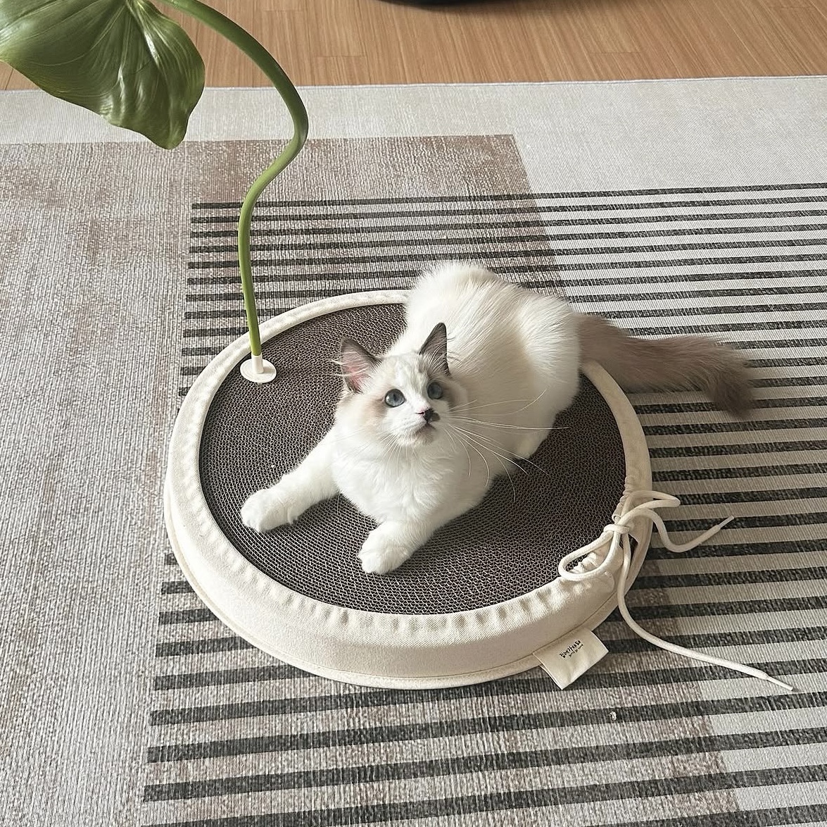 Gottagohome Canvas scratcher 착용 스타일 - 2