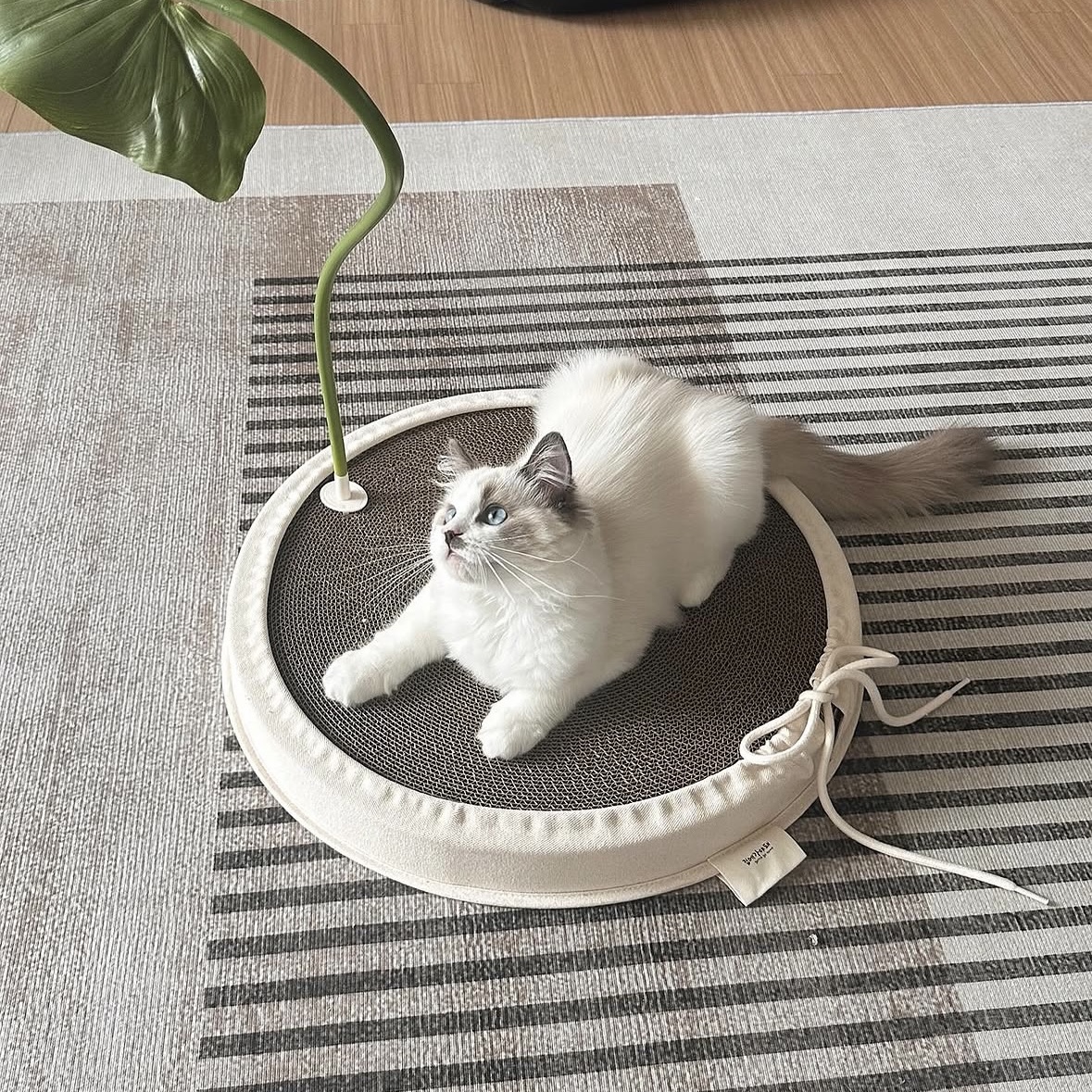 Gottagohome Canvas scratcher 착용 스타일 - 1