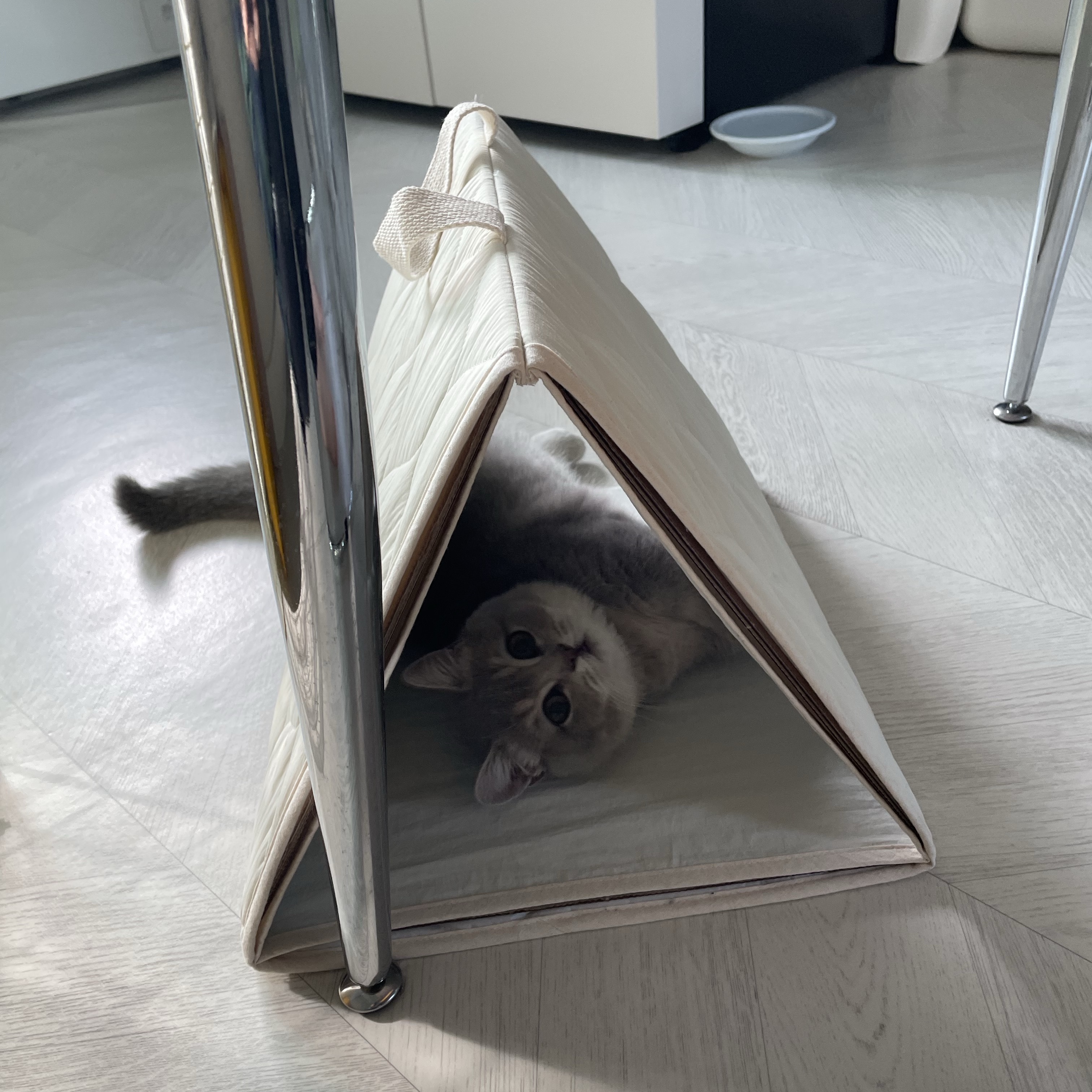 Gottagohome Cat padded triangle tunnel 착용 스타일