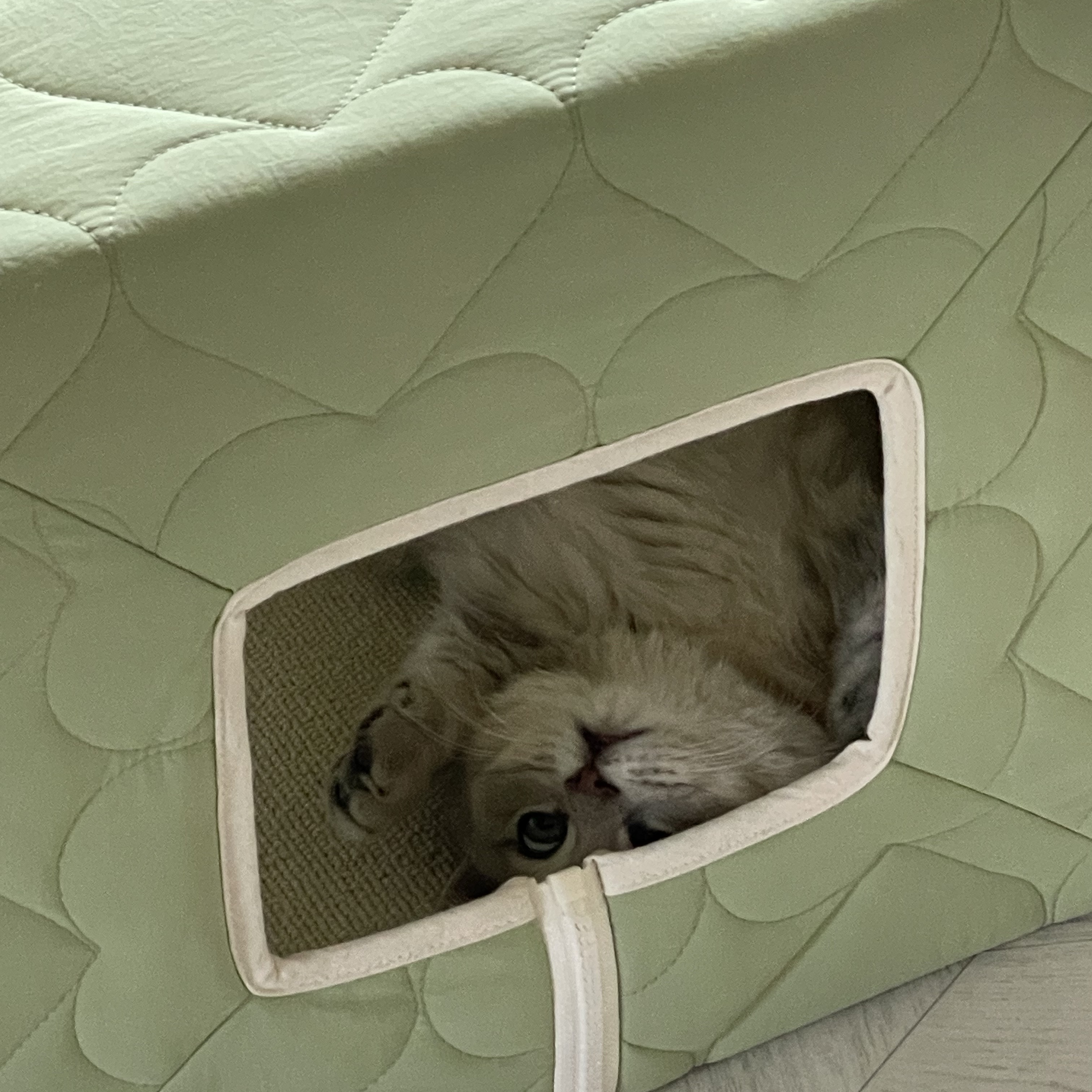 Gottagohome Padded house 착용 스타일