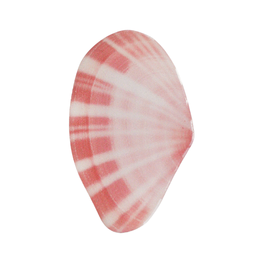 트위너 코랄 쉘 스마트 톡(Twiner Coral shell smart tok)
