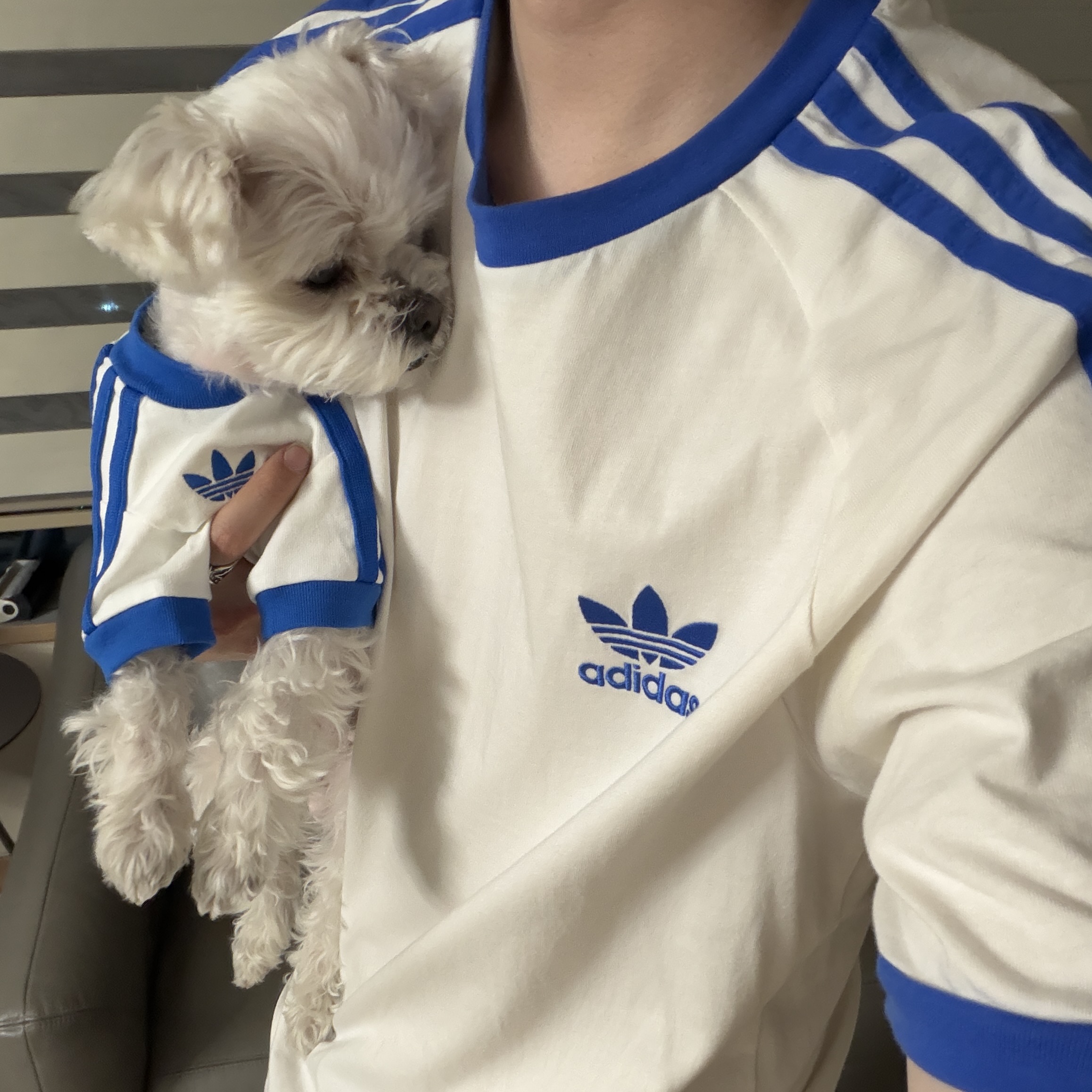 Adidas Pet Cali T-Shirt Off White Blue Bird, Adidas Adicolor Classic 3-Stripes T-Shirt Cloud White Blue - KR Sizing 착용 스타일 - 2