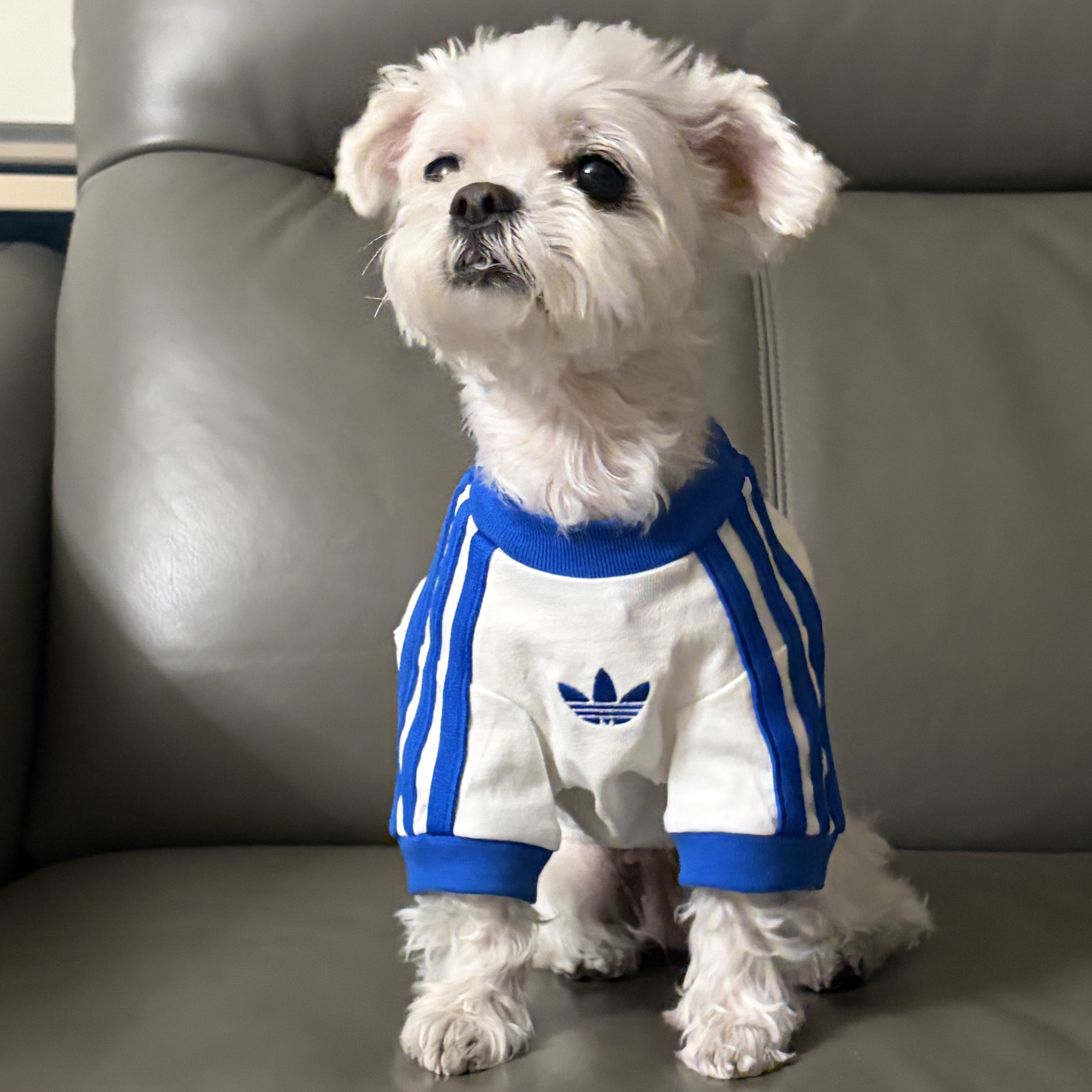 Adidas Pet Cali T-Shirt Off White Blue Bird, Adidas Adicolor Classic 3-Stripes T-Shirt Cloud White Blue - KR Sizing 착용 스타일 - 1