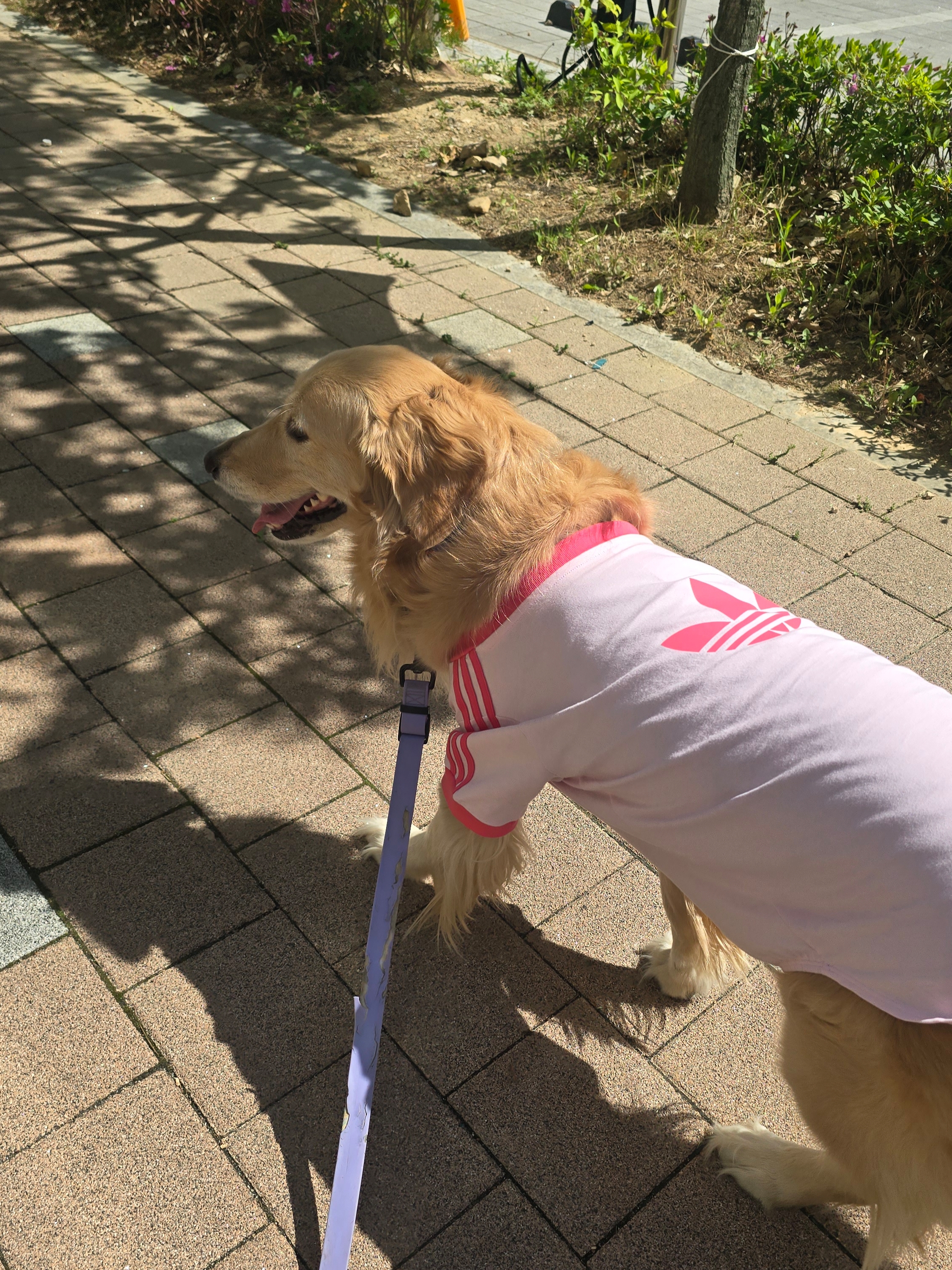 Adidas Pet Cali T-Shirt Clear Pink Real Pink 착용 스타일 - 2