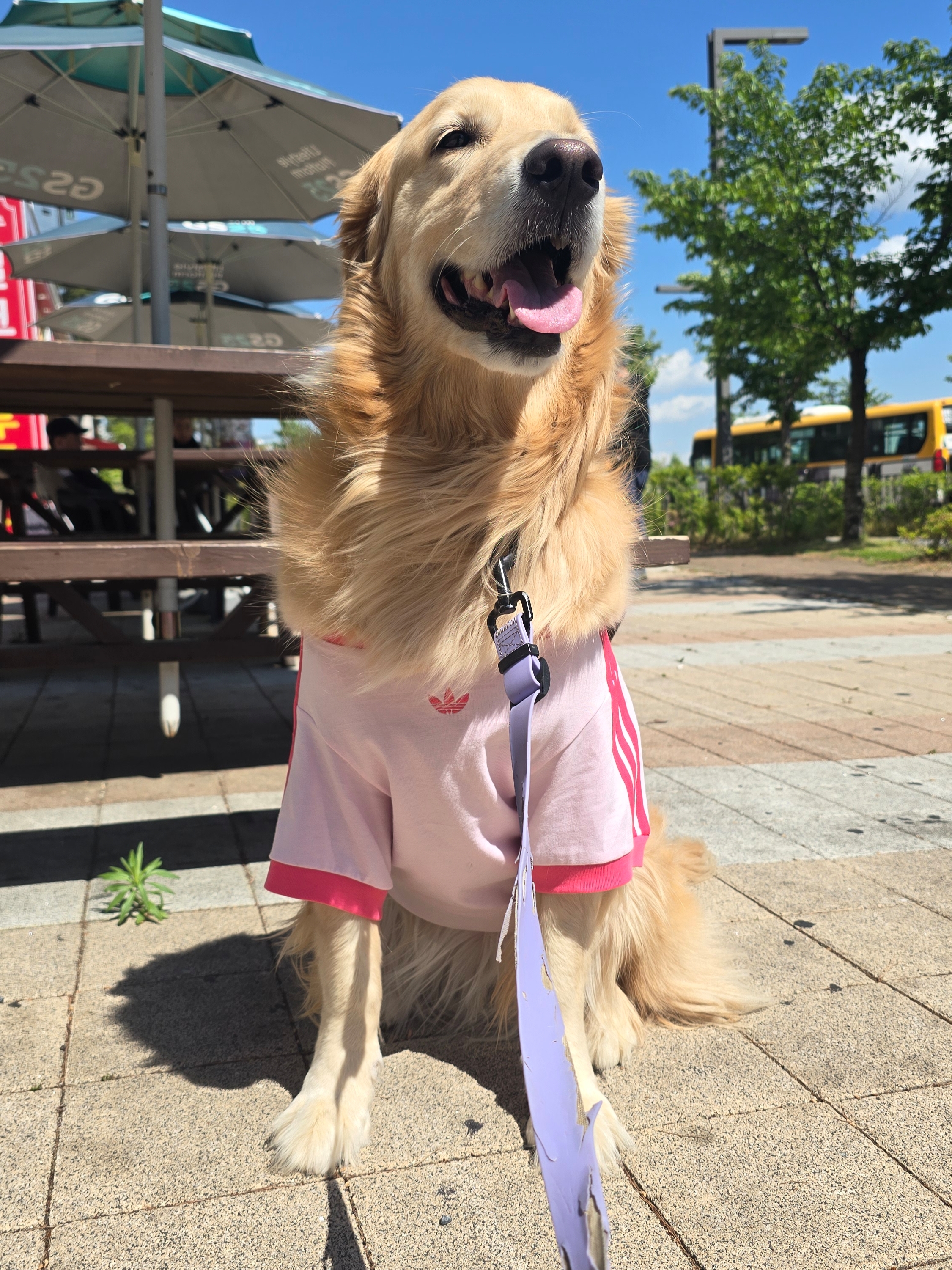 Adidas Pet Cali T-Shirt Clear Pink Real Pink 착용 스타일 - 1