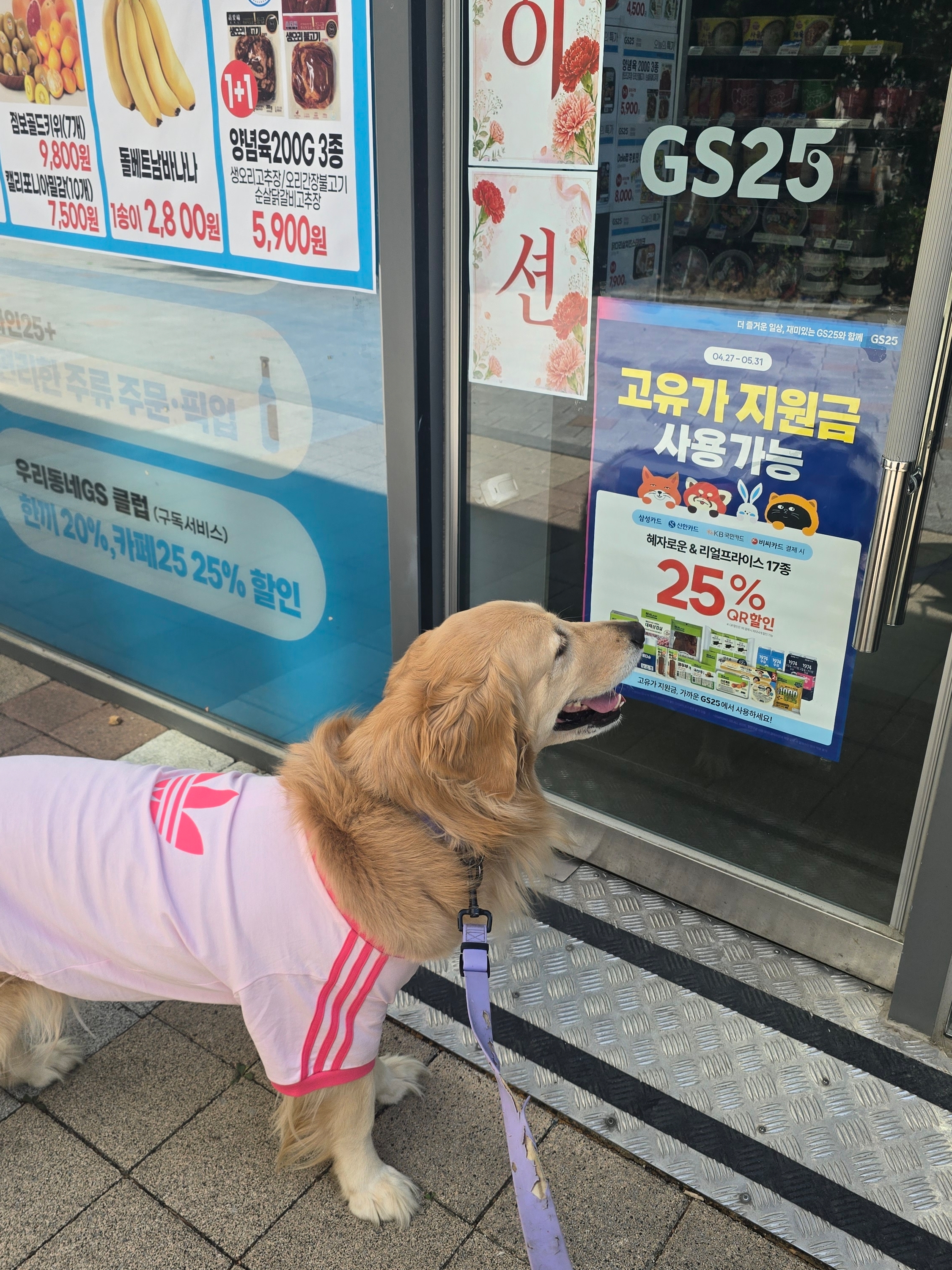 Adidas Pet Cali T-Shirt Clear Pink Real Pink 착용 스타일 - 3