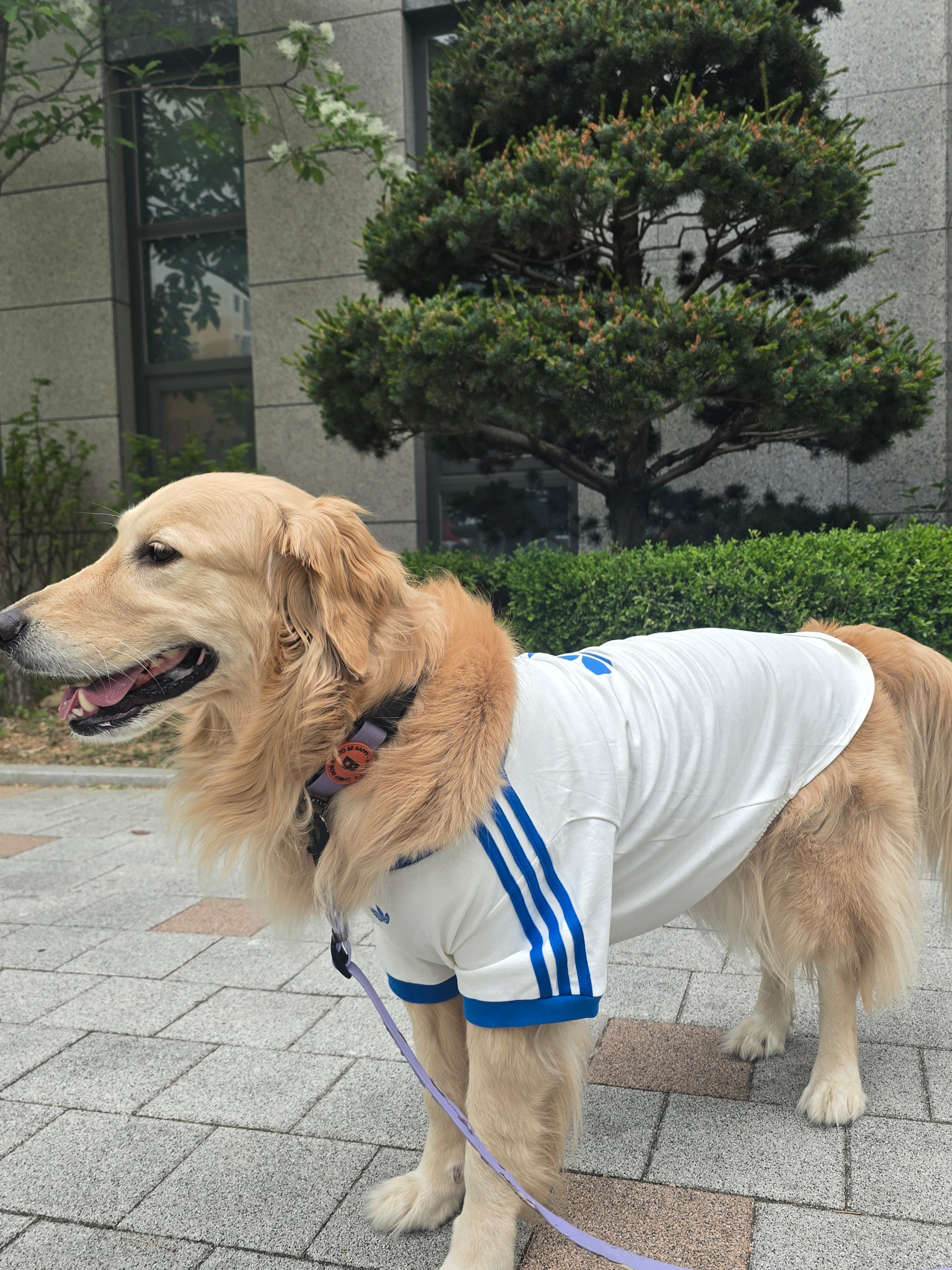 Adidas Pet Cali T-Shirt Off White Blue Bird, Adidas Pet Cali T-Shirt Clear Pink Real Pink 착용 스타일 - 1