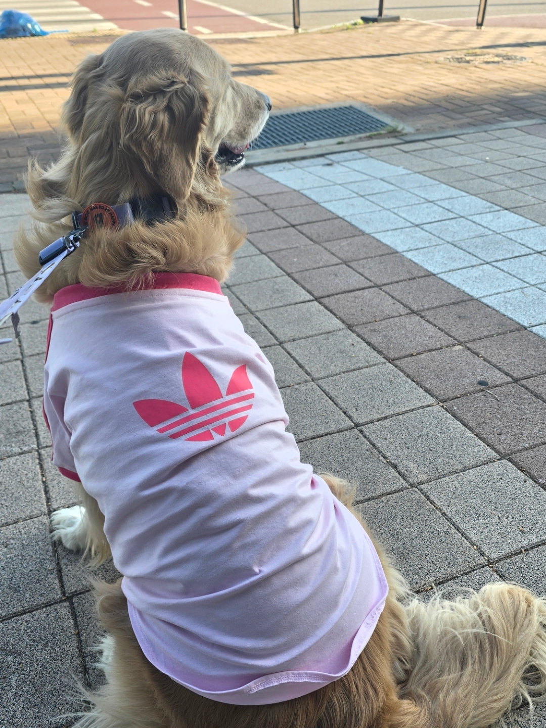 Adidas Pet Cali T-Shirt Off White Blue Bird, Adidas Pet Cali T-Shirt Clear Pink Real Pink 착용 스타일 - 3