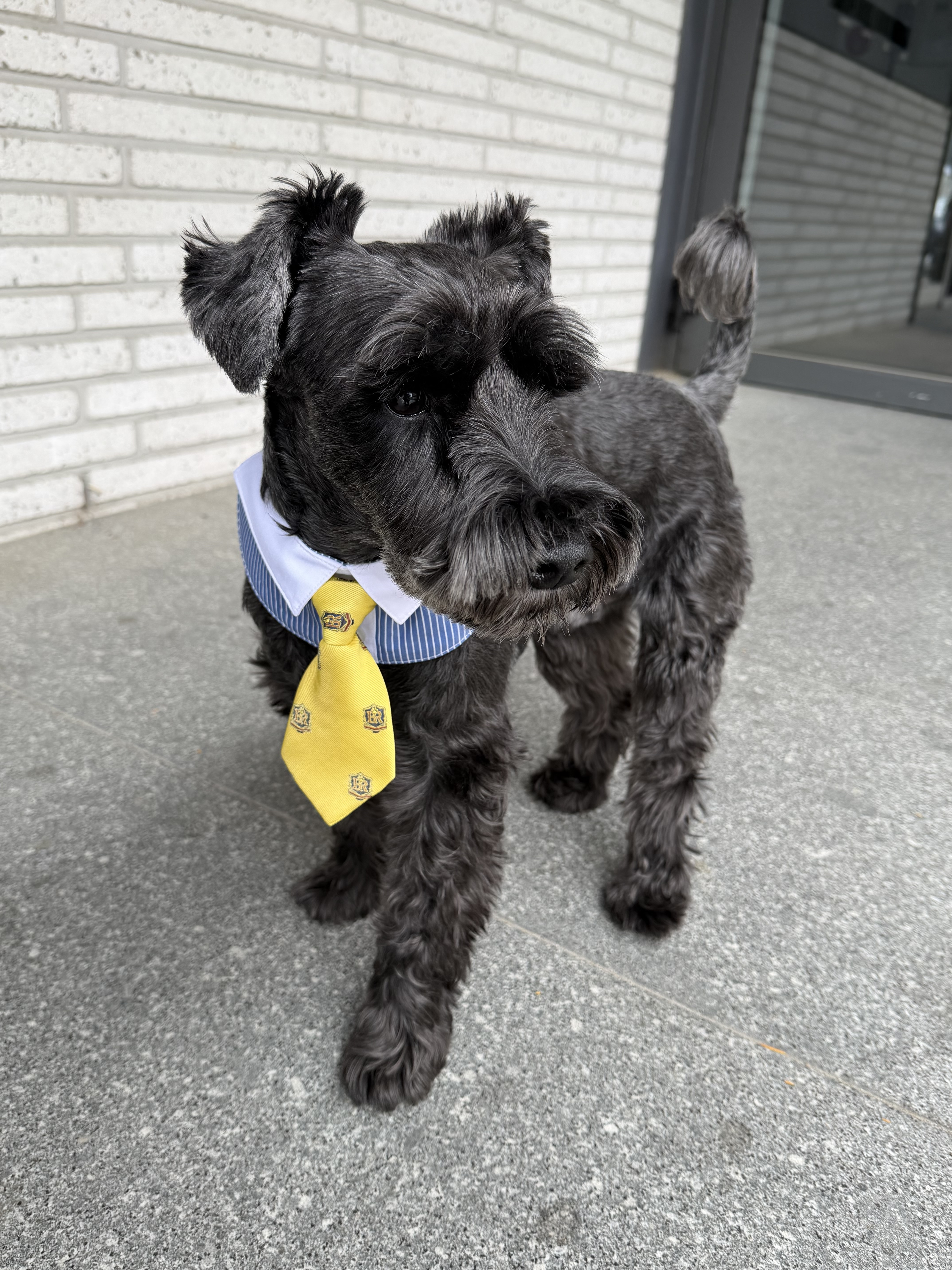 Bsrabbit Pet Neck Collar Stripe Blue, Bsrabbit Pet Short Tie Yellow 착용 스타일 - 1