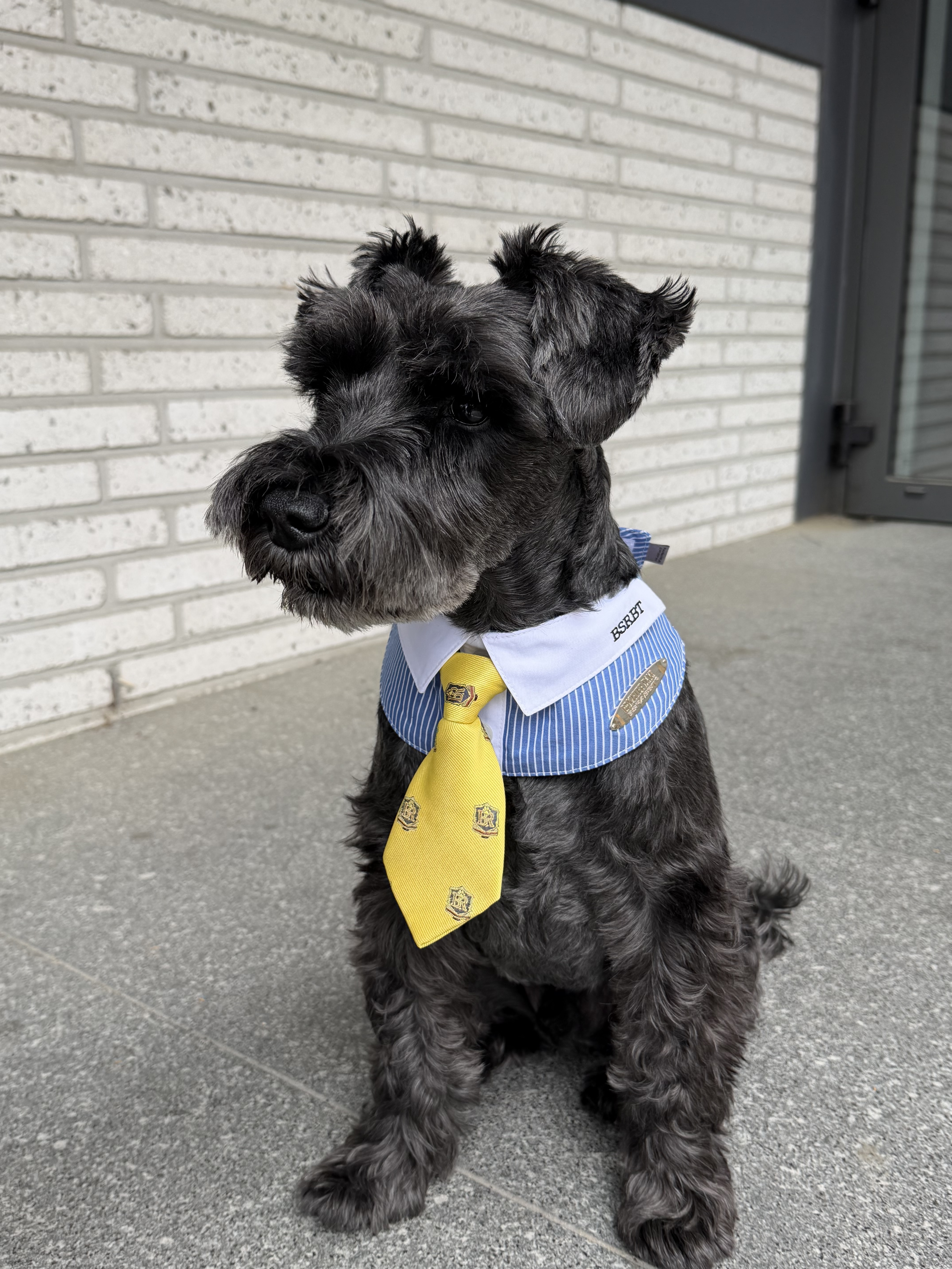 Bsrabbit Pet Neck Collar Stripe Blue, Bsrabbit Pet Short Tie Yellow 착용 스타일 - 3