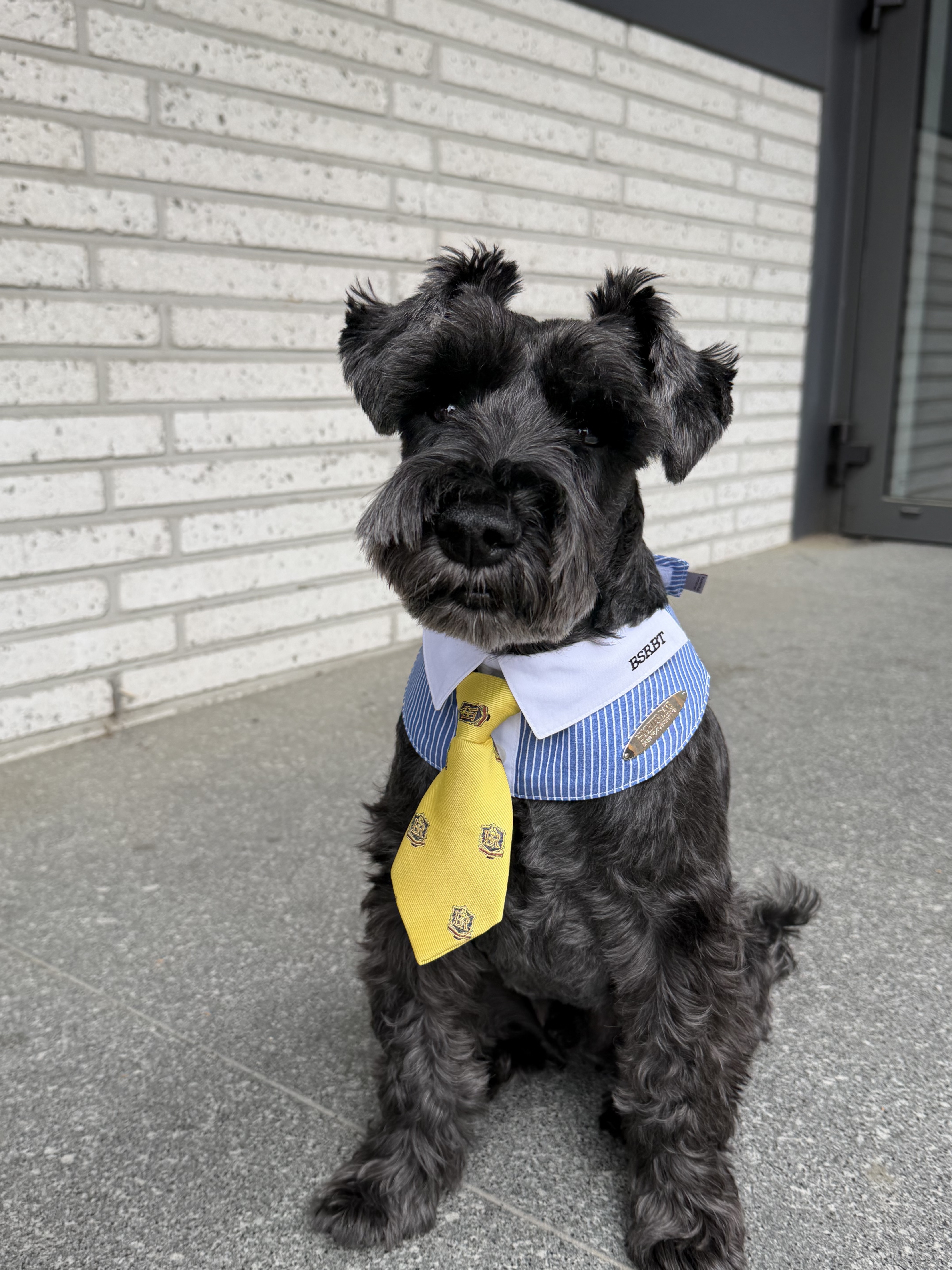 Bsrabbit Pet Neck Collar Stripe Blue, Bsrabbit Pet Short Tie Yellow 착용 스타일 - 2