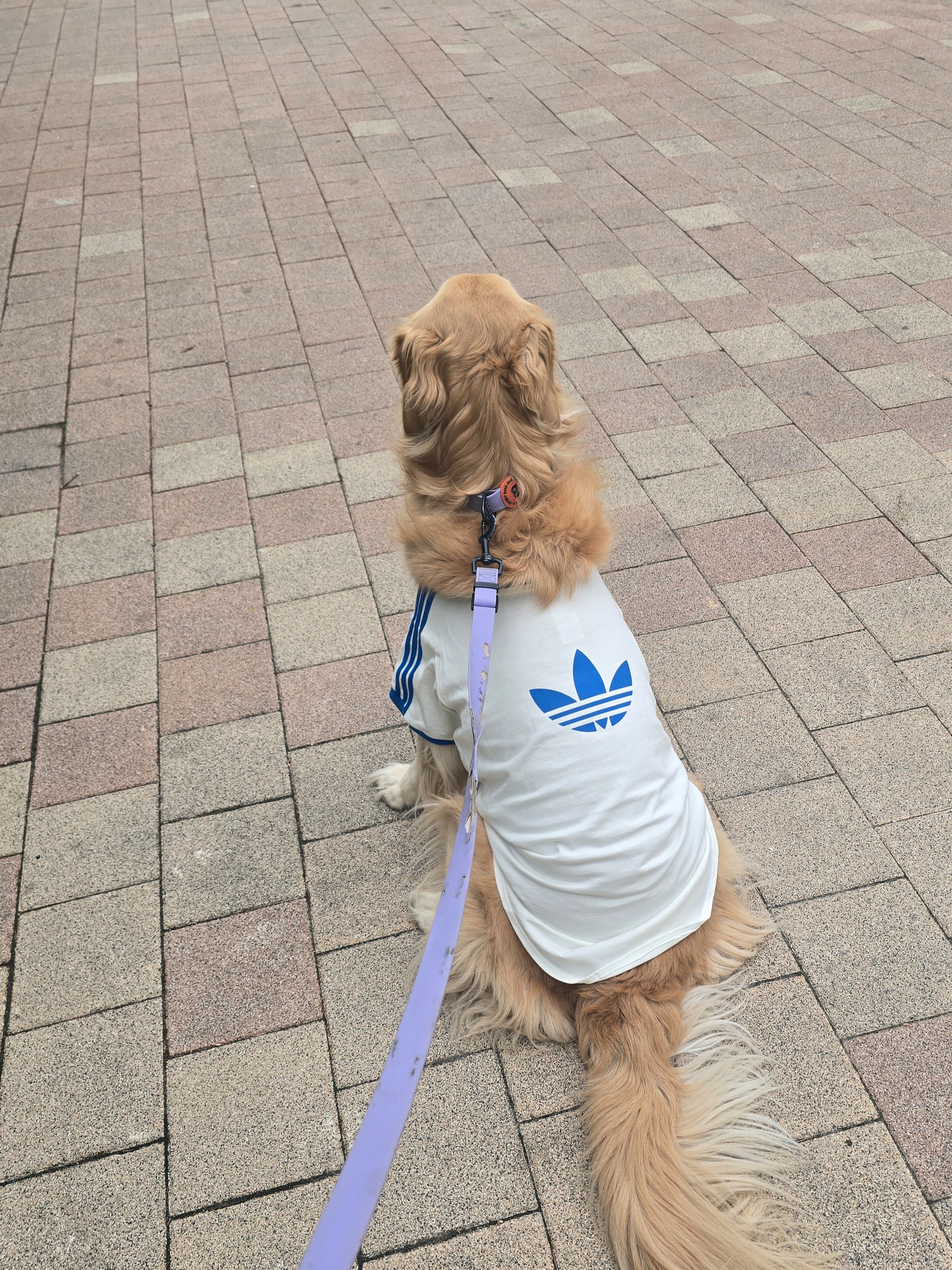 Adidas Pet Cali T-Shirt Off White Blue Bird, Adidas Pet Cali T-Shirt Clear Pink Real Pink 착용 스타일 - 2