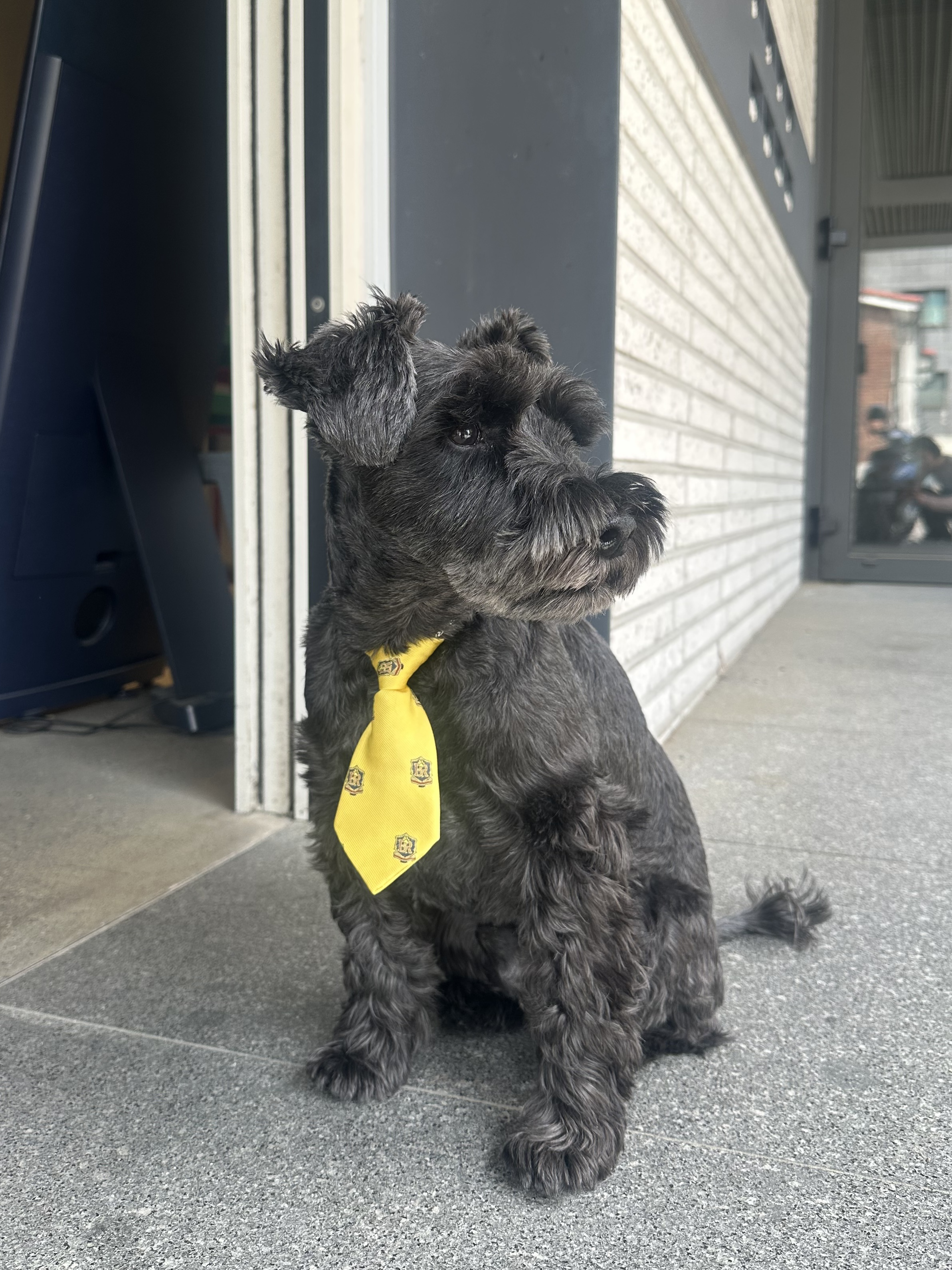 Bsrabbit Pet Neck Collar Stripe Blue, Bsrabbit Pet Short Tie Yellow 착용 스타일 - 4