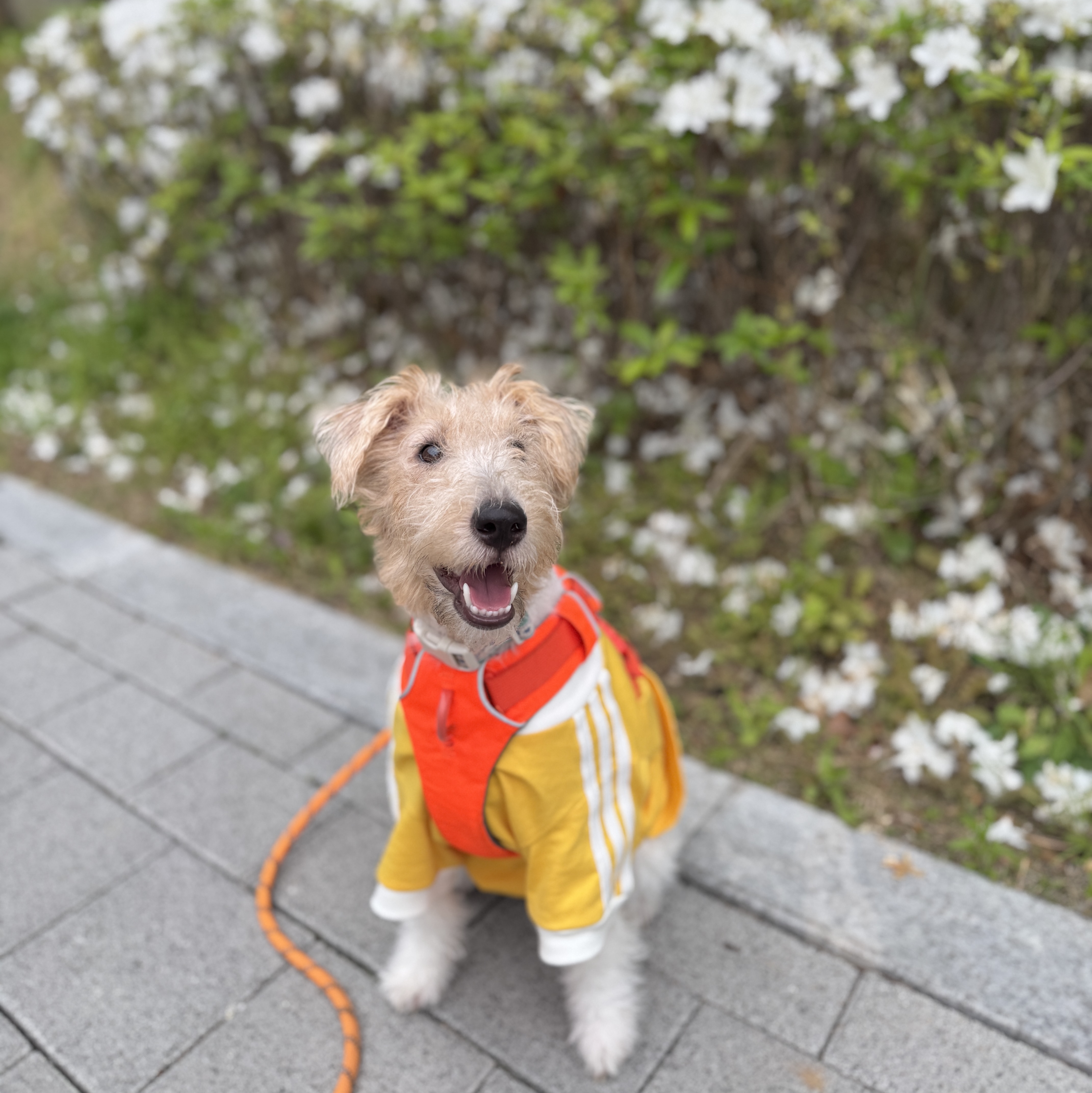 Adidas Pet Cali T-Shirt Sunlight Yellow Jade White 착용 스타일 - 1