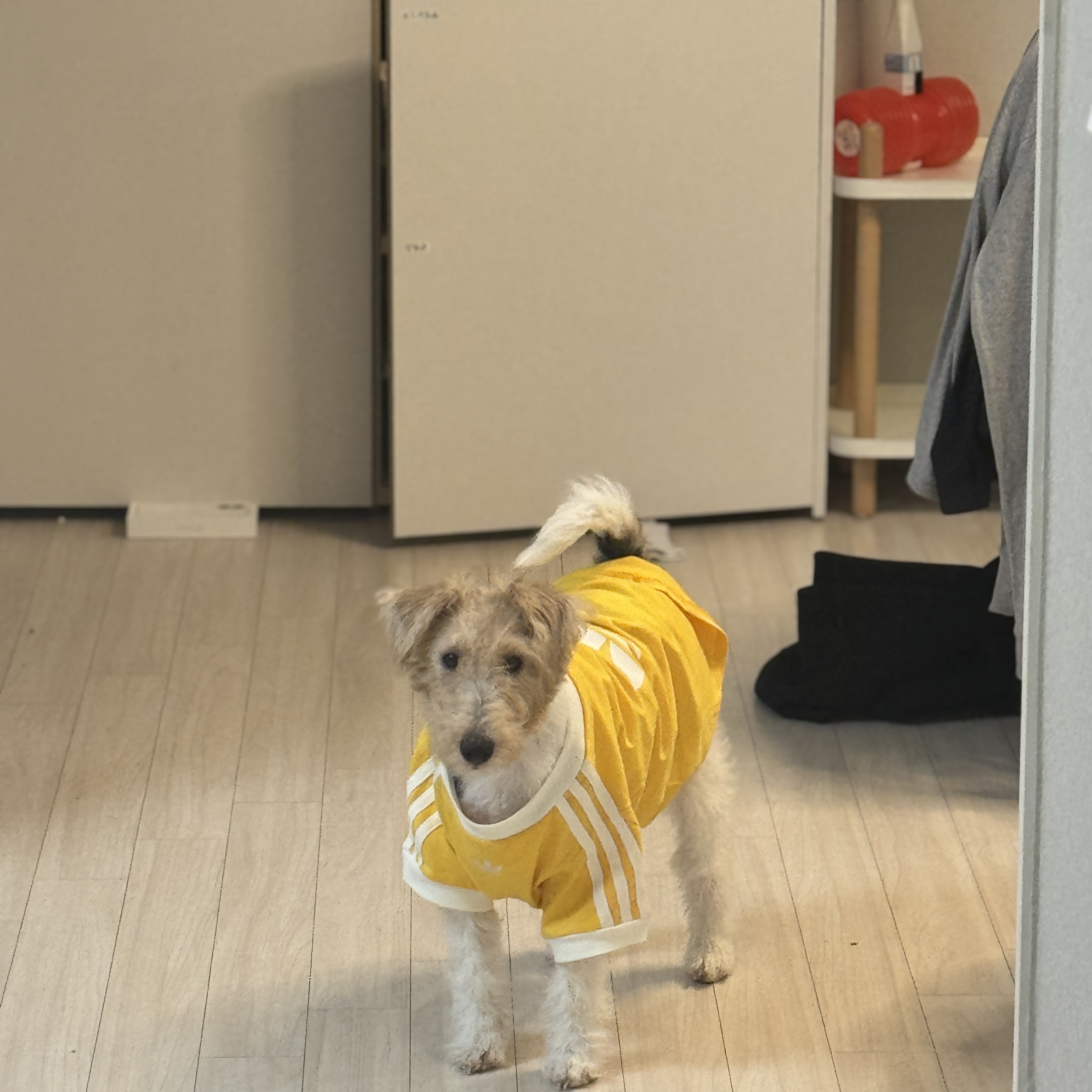Adidas Pet Cali T-Shirt Sunlight Yellow Jade White 착용 스타일 - 2