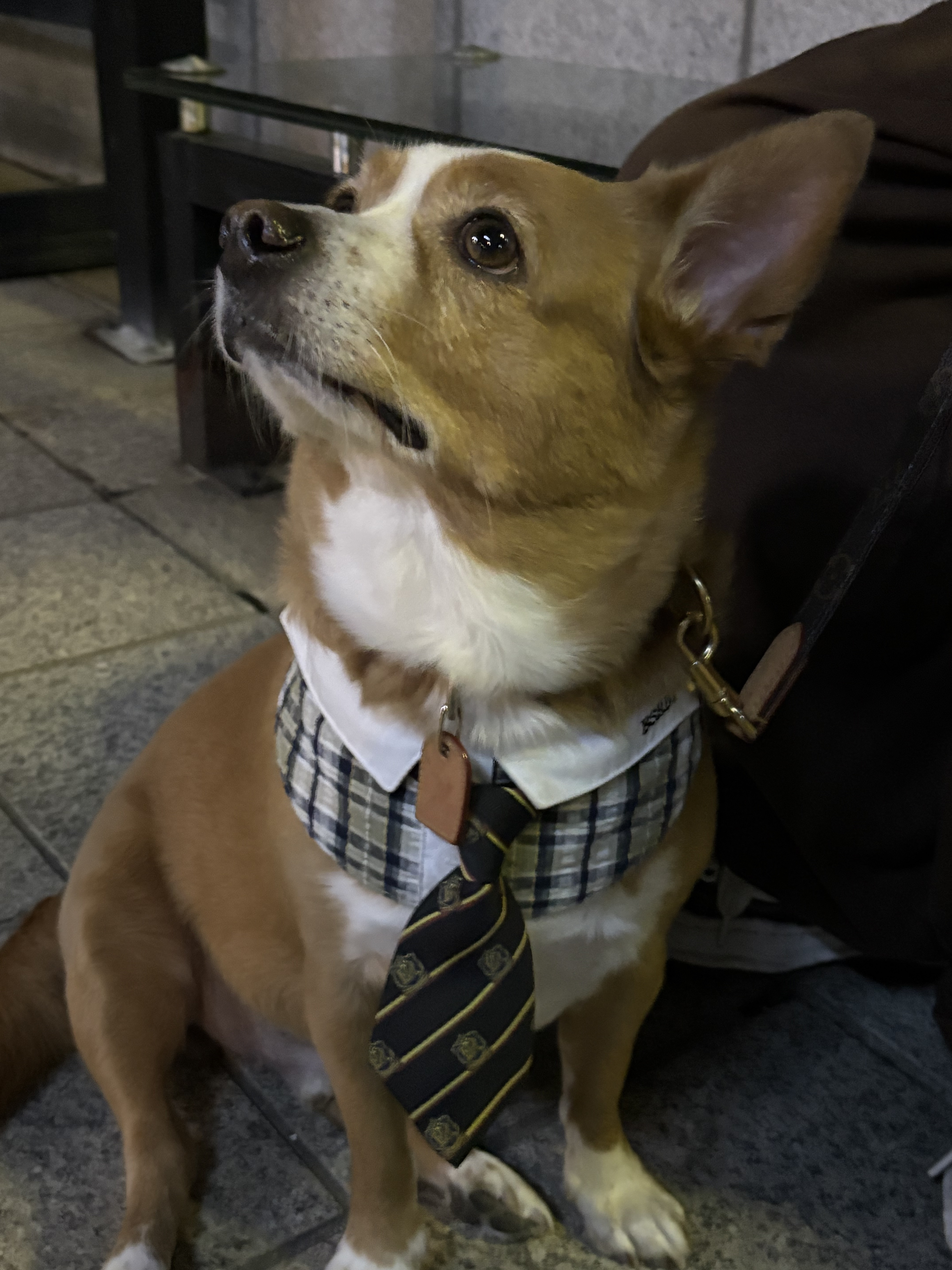 Bsrabbit Pet Short Tie Black, Bsrabbit Pet Neck Collar Check Beige 착용 스타일 - 3