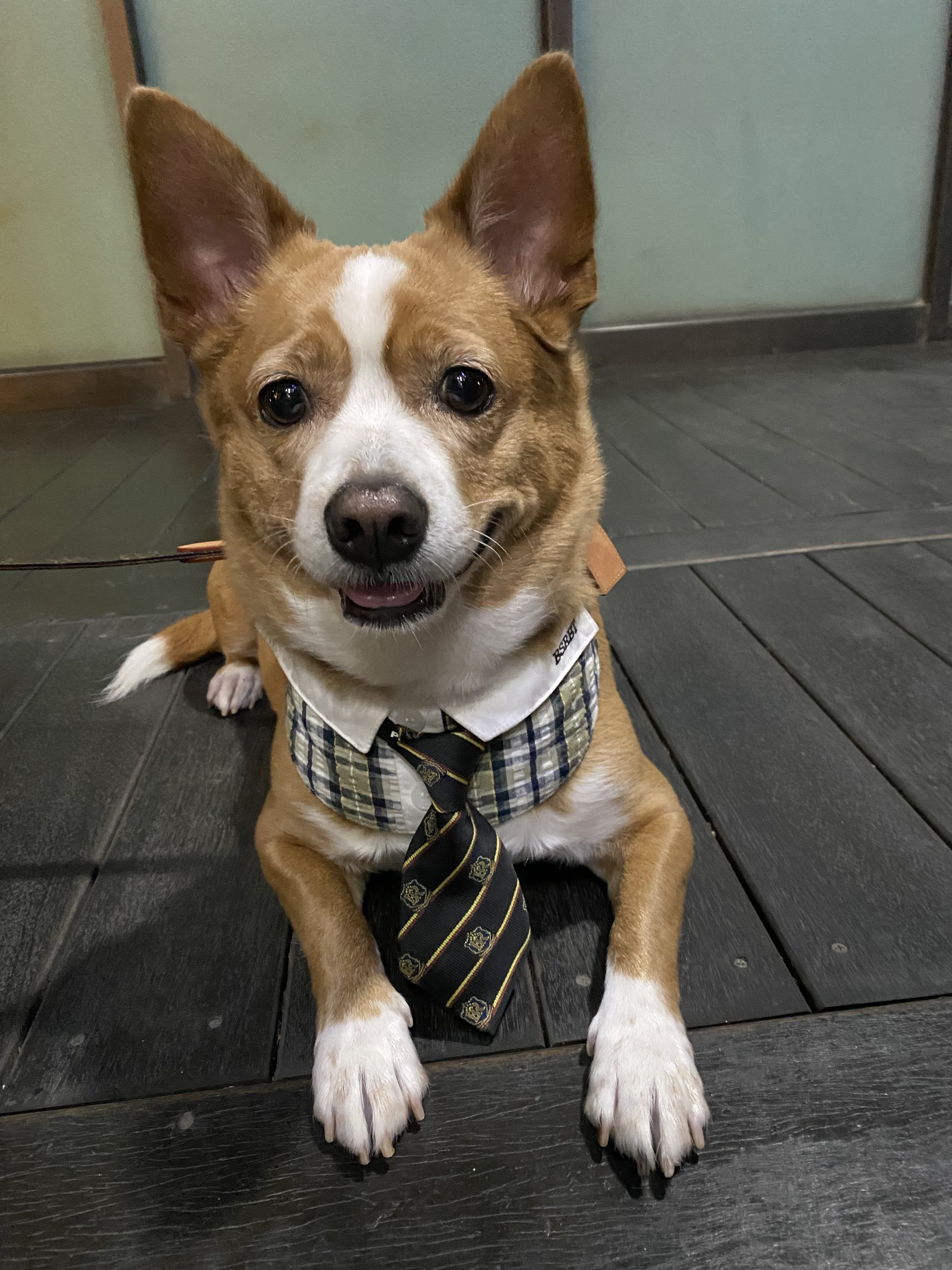 Bsrabbit Pet Short Tie Black, Bsrabbit Pet Neck Collar Check Beige 착용 스타일 - 2