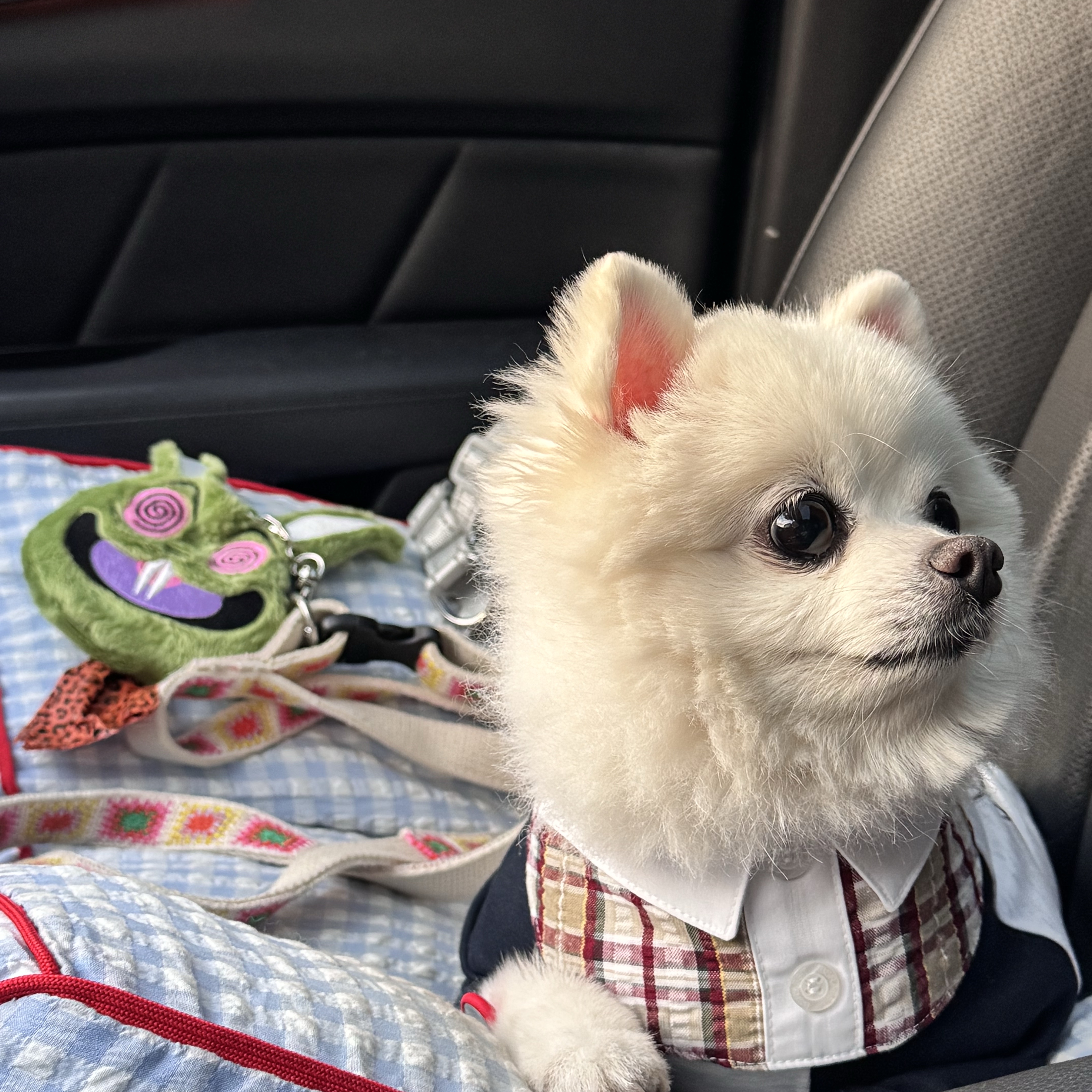 Bsrabbit Pet Neck Collar Check Brown, Bsrabbit Trippy Rabbit Stuffed Coin Wallet Green Poop Bag Edition 착용 스타일 - 2