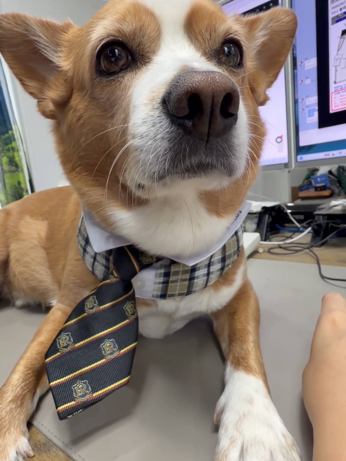 Bsrabbit Pet Short Tie Black, Bsrabbit Pet Neck Collar Check Beige 착용 스타일 - 1