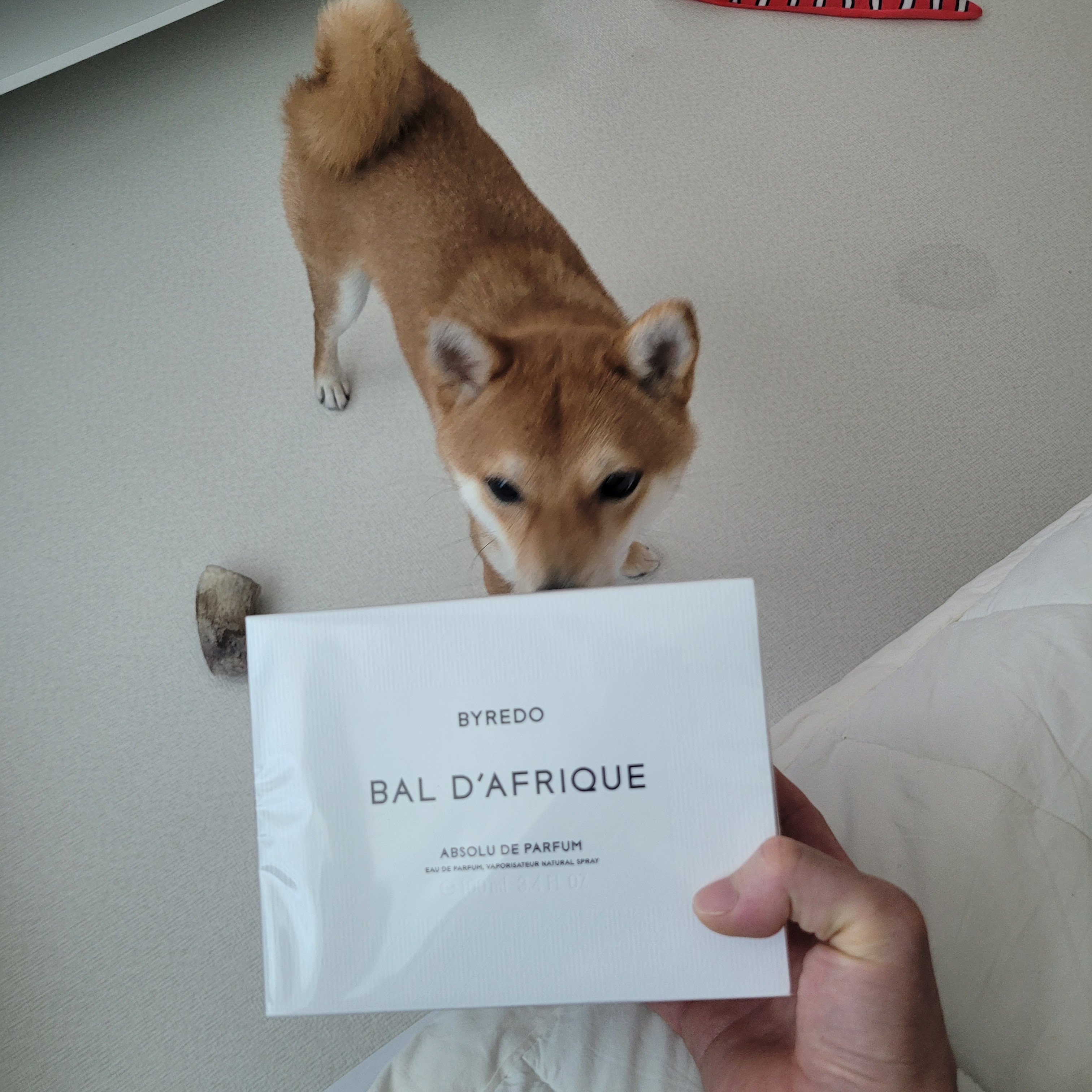 Byredo Bal d'Afrique Absolu De Parfum 100ml 착용 스타일