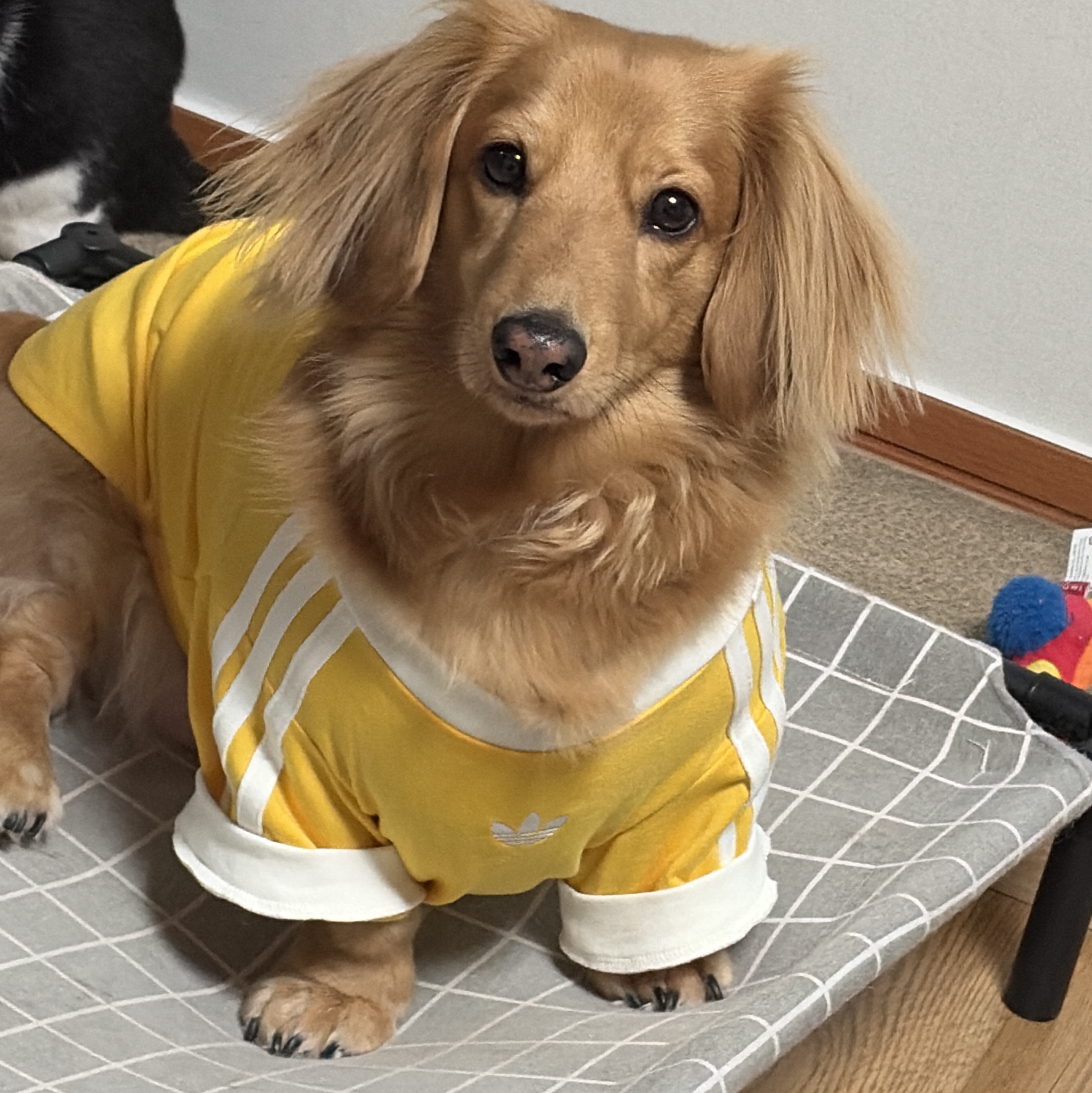 Adidas Pet Cali T-Shirt Bold Gold Off White 착용 스타일