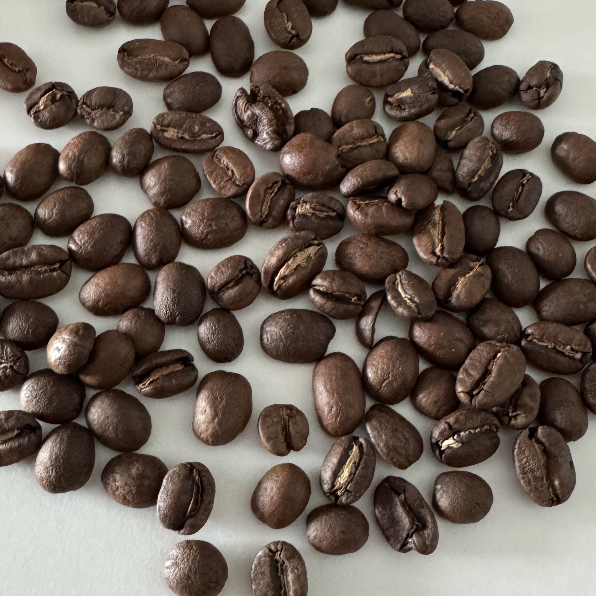 TERAROSA Gangneung Blend 착용 스타일 - 2