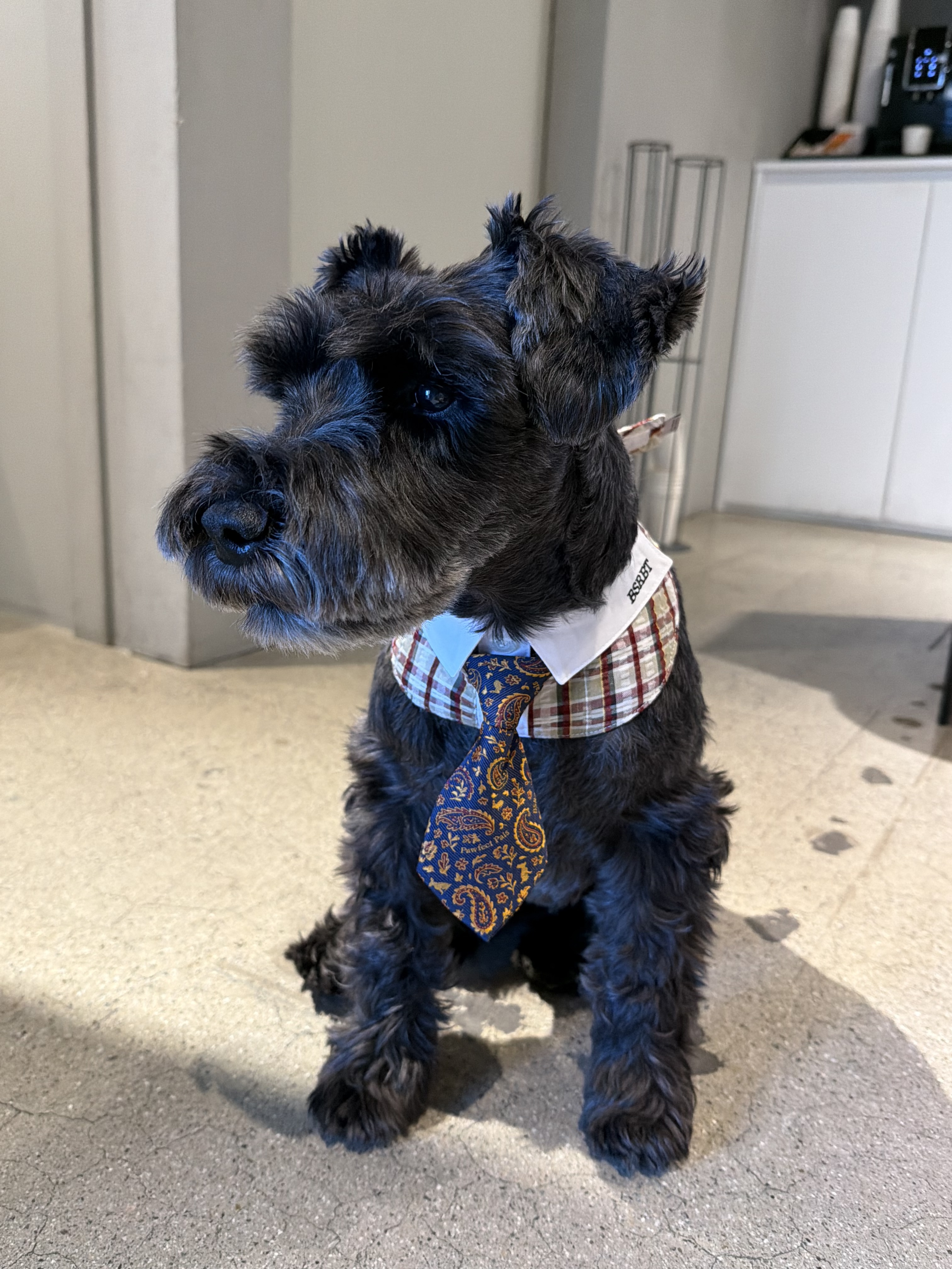 Bsrabbit Pet Short Tie Vintage, Bsrabbit Pet Neck Collar Check Brown 착용 스타일 - 1