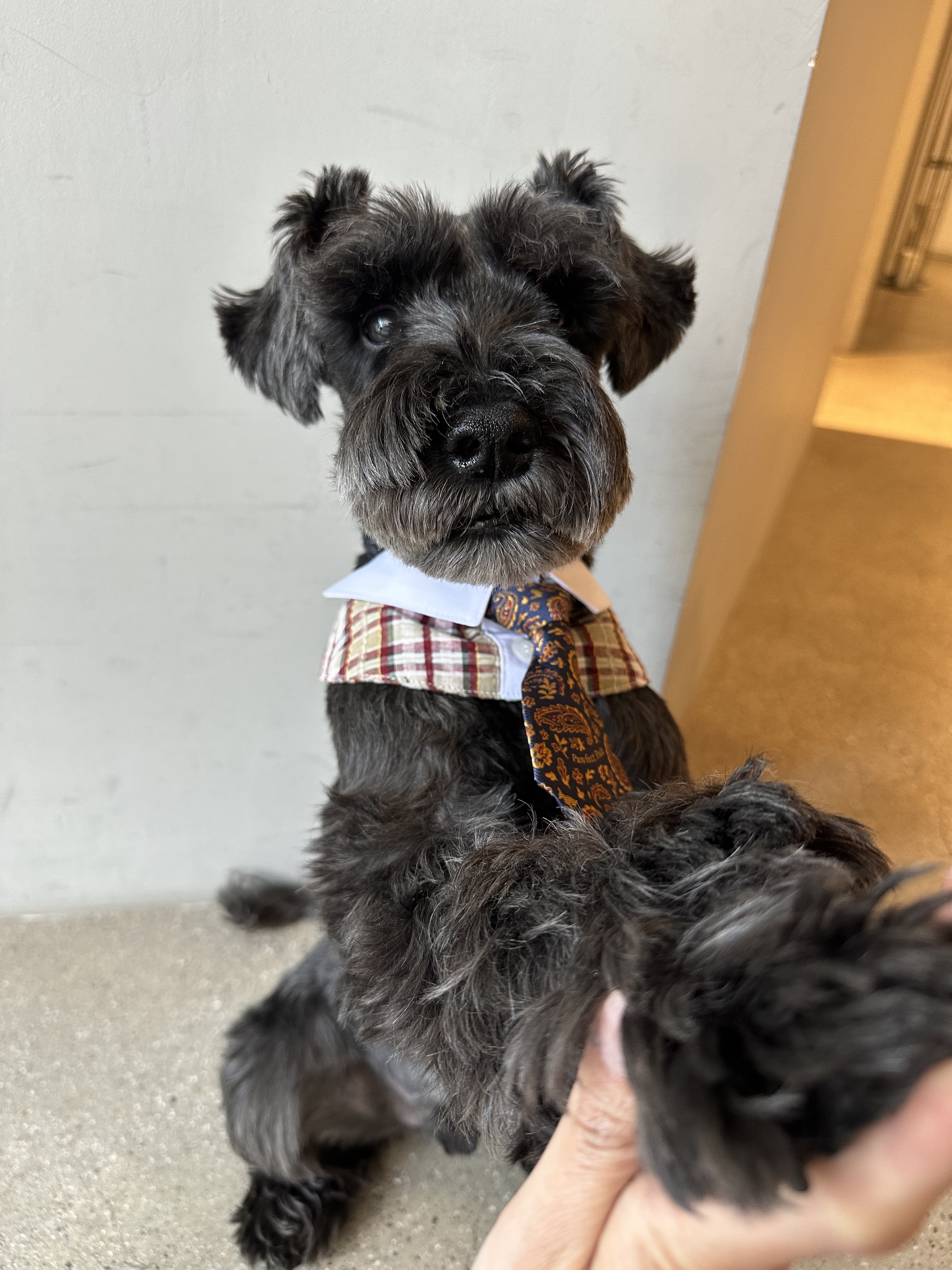 Bsrabbit Pet Short Tie Vintage, Bsrabbit Pet Neck Collar Check Brown 착용 스타일 - 2