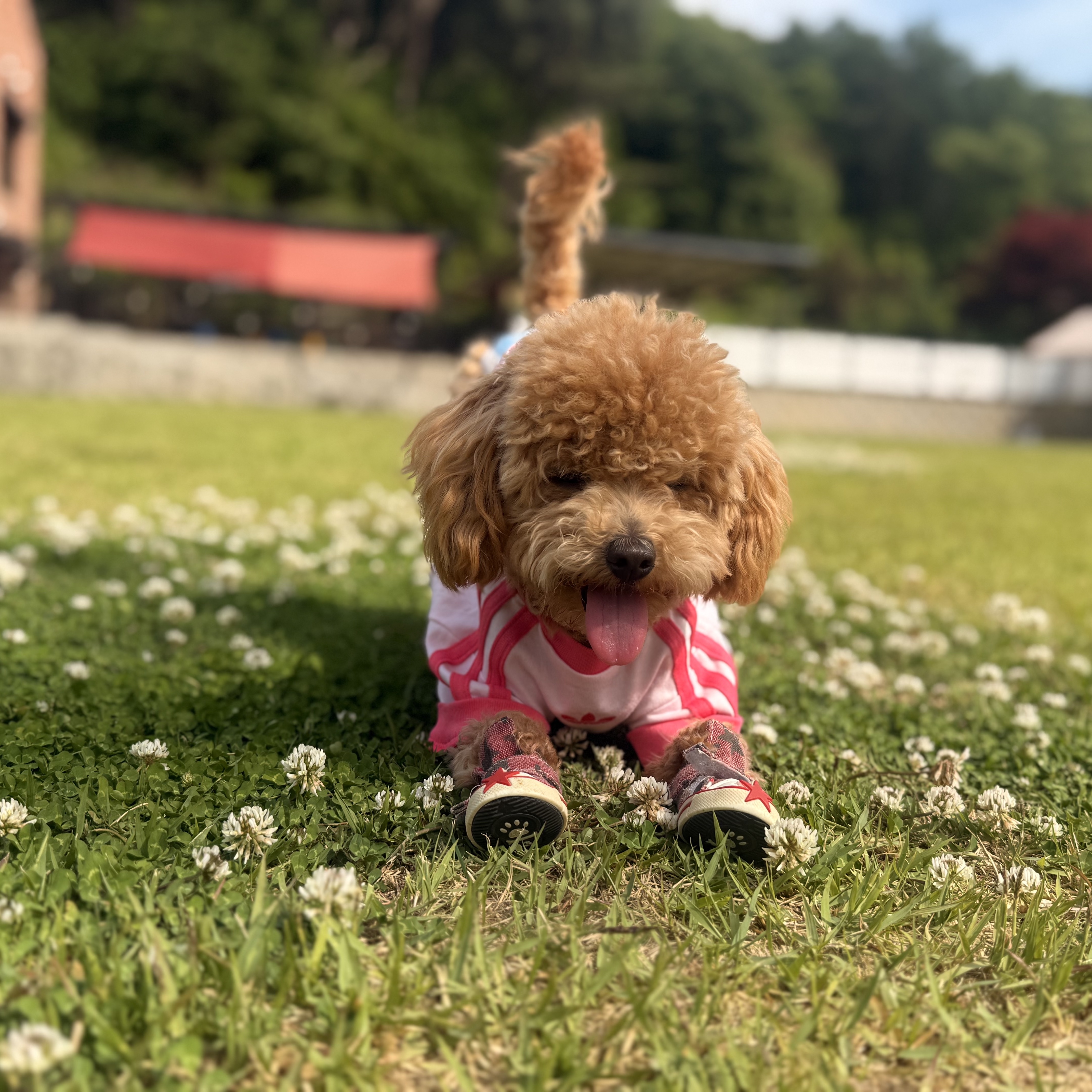 Adidas Pet Cali T-Shirt Clear Pink Real Pink 착용 스타일 - 3
