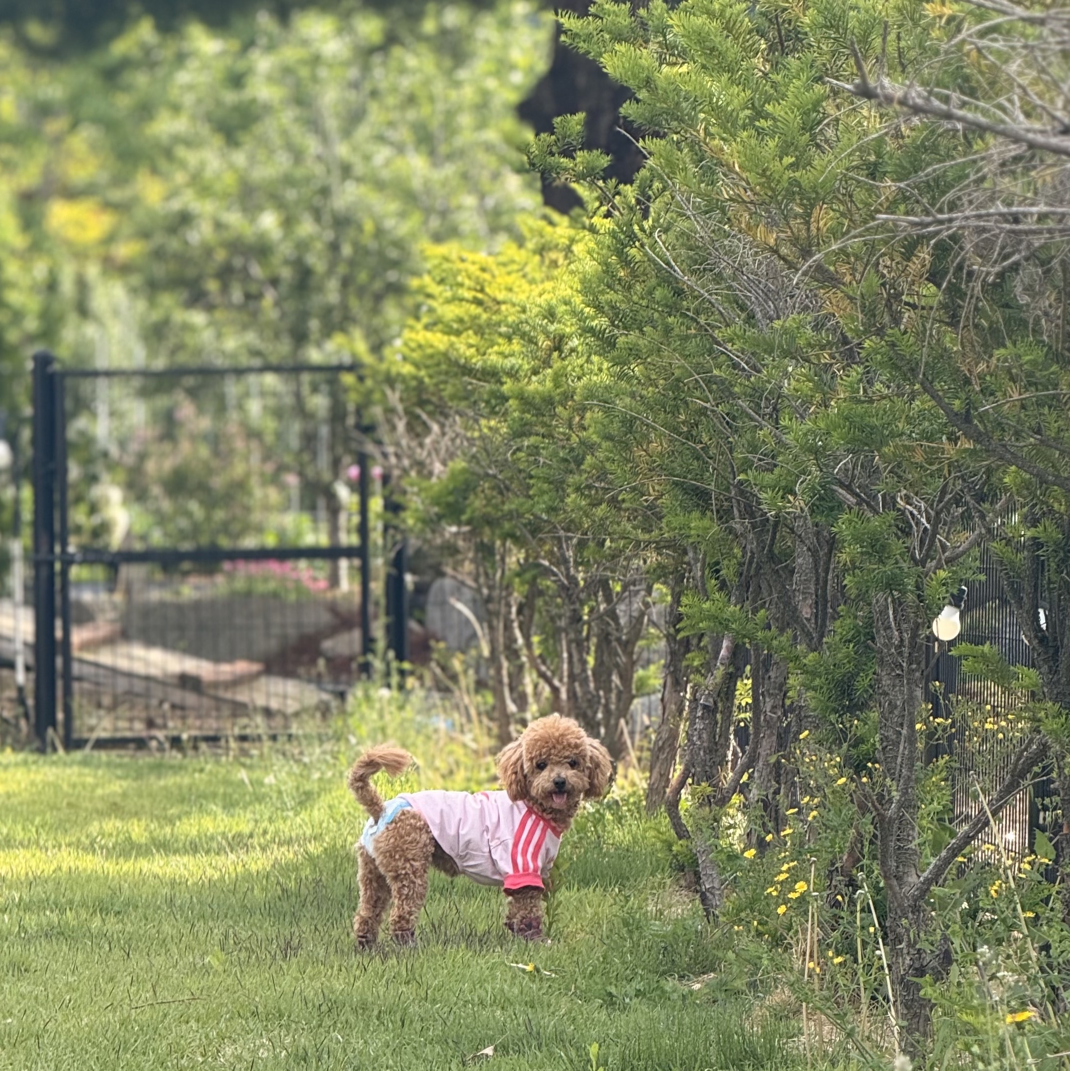 Adidas Pet Cali T-Shirt Clear Pink Real Pink 착용 스타일 - 2