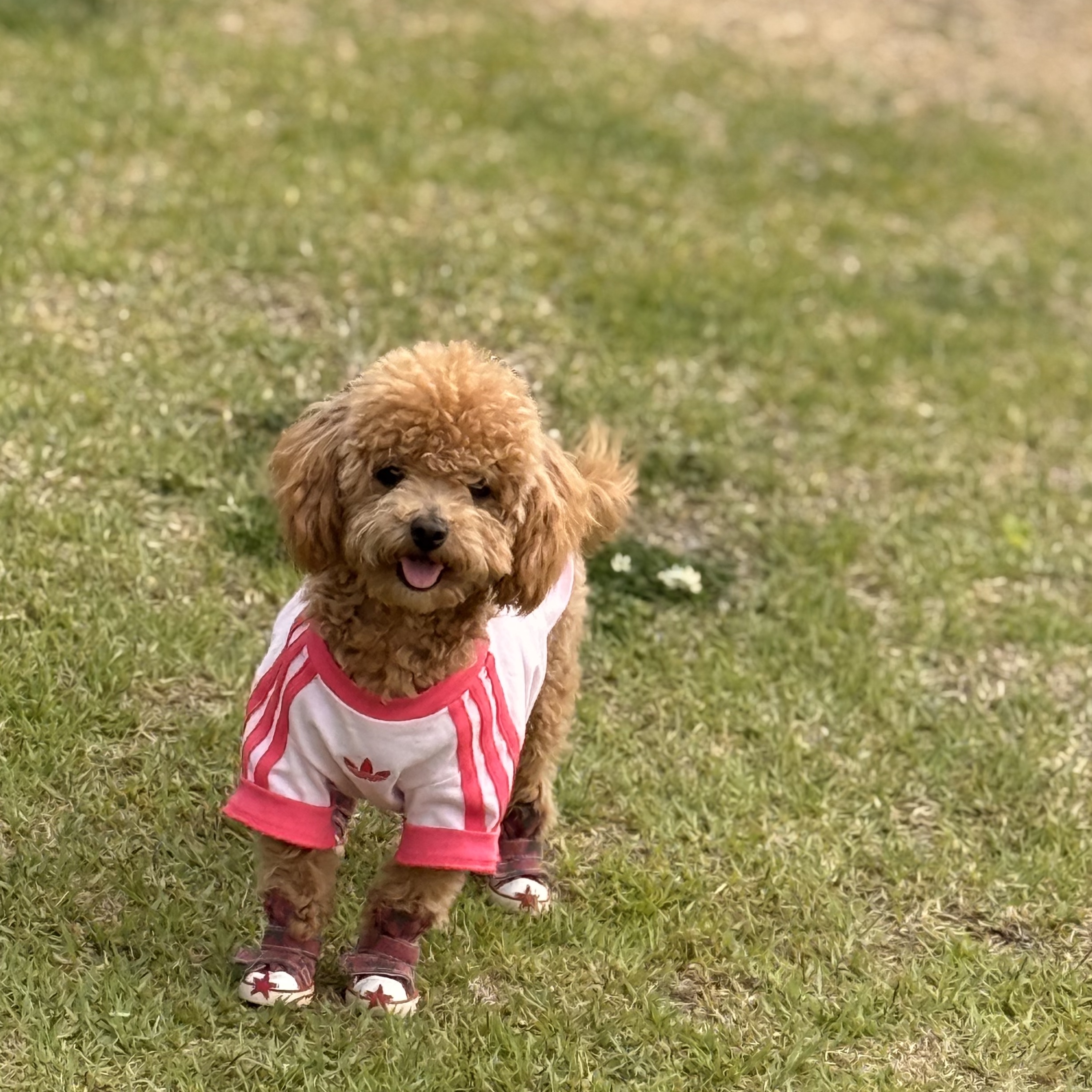 Adidas Pet Cali T-Shirt Clear Pink Real Pink 착용 스타일 - 1
