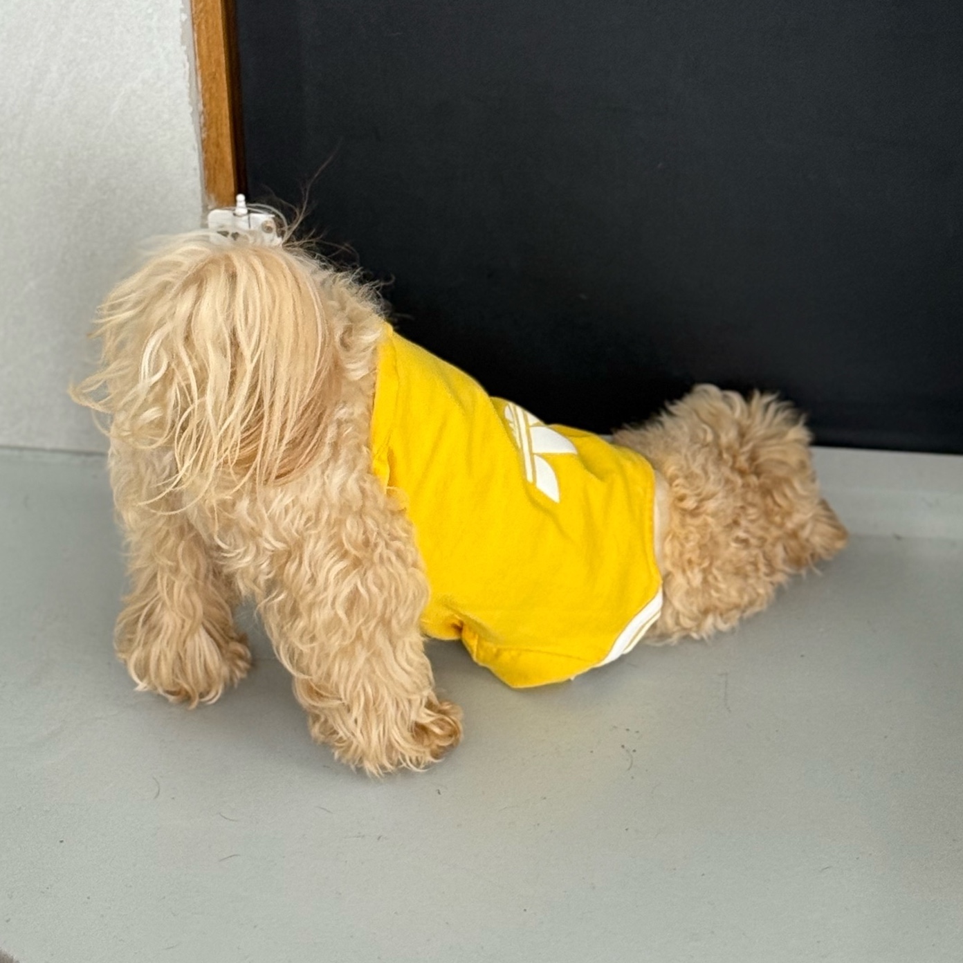Adidas Pet Cali T-Shirt Bold Gold Off White, Adidas Pet Cali T-Shirt Off White Bird Feather Blue 착용 스타일 - 1