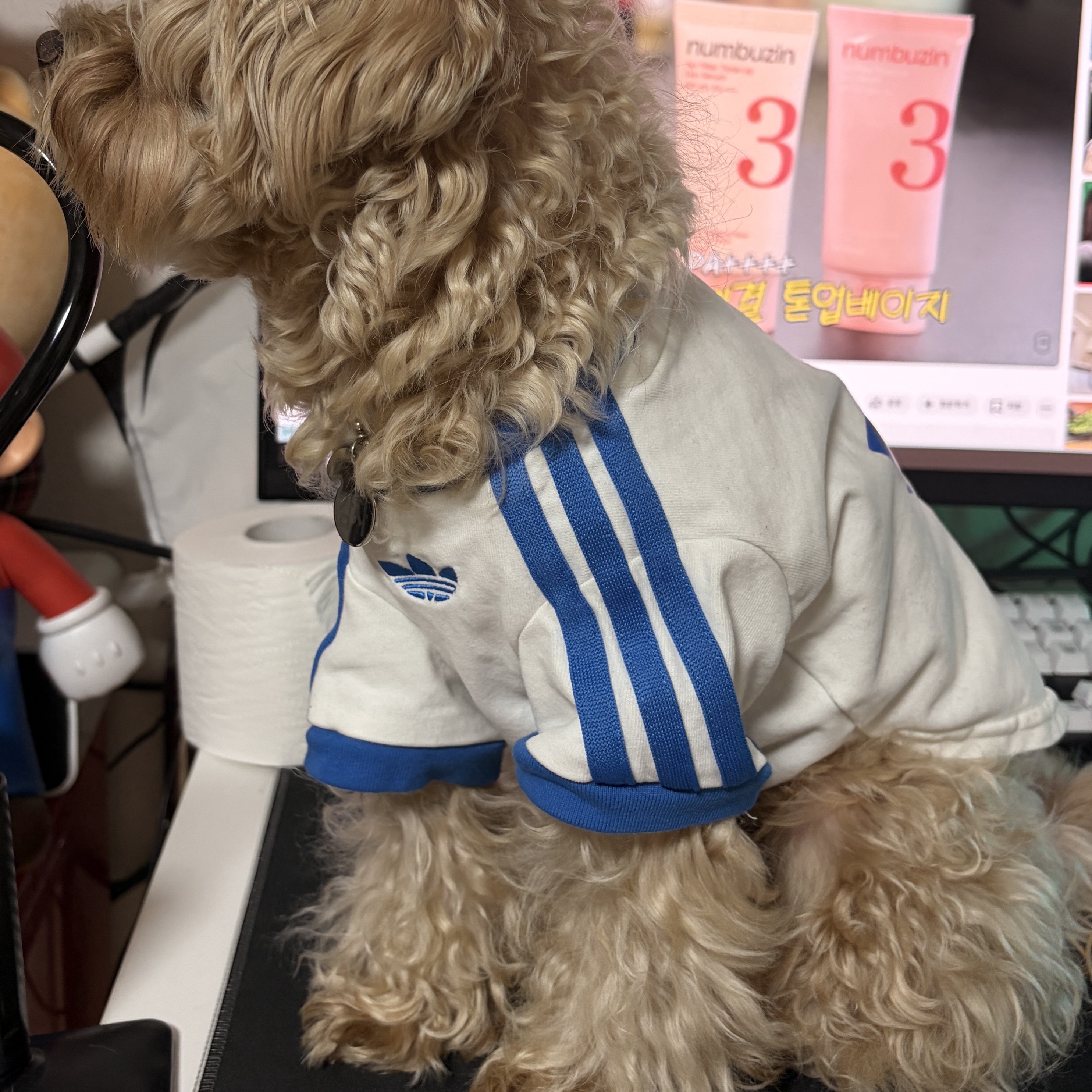 Adidas Pet Cali T-Shirt Bold Gold Off White, Adidas Pet Cali T-Shirt Off White Bird Feather Blue 착용 스타일 - 2