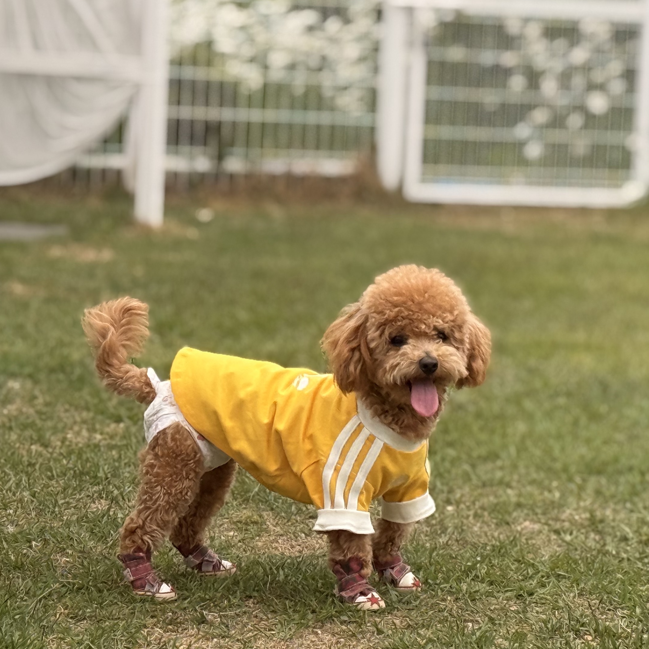 Adidas Pet Cali T-Shirt Bold Gold Off White 착용 스타일 - 3