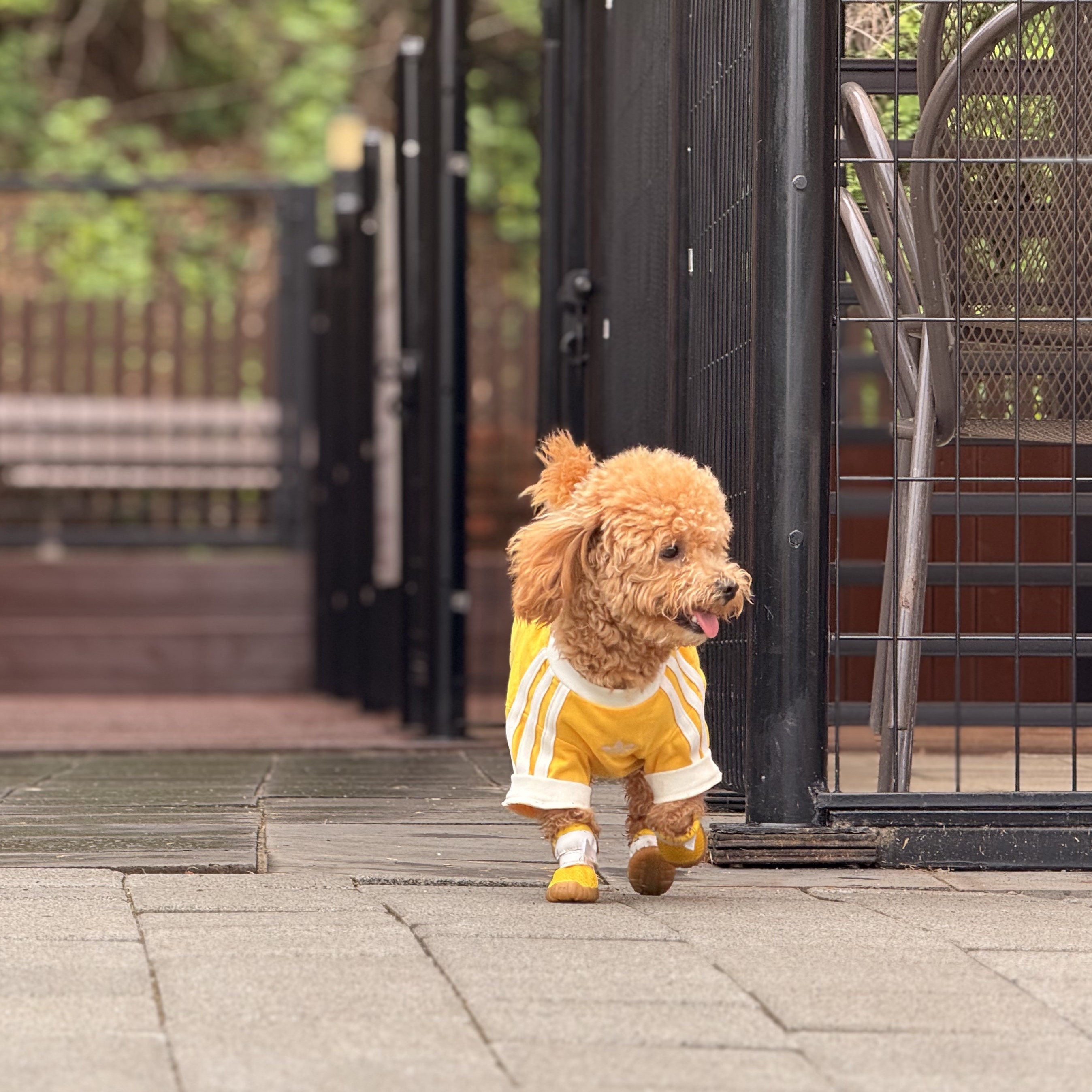 Adidas Pet Cali T-Shirt Bold Gold Off White 착용 스타일 - 2