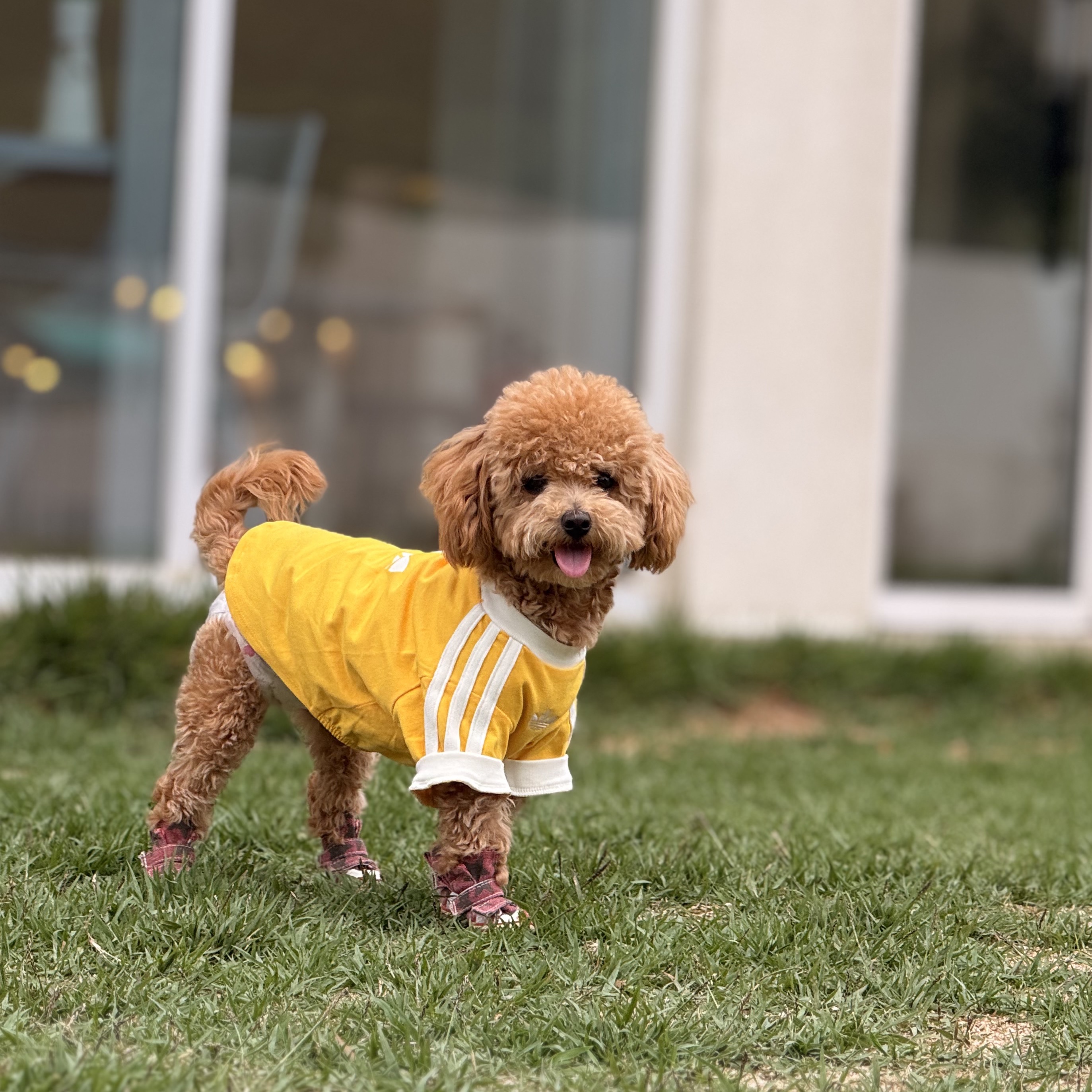 Adidas Pet Cali T-Shirt Bold Gold Off White 착용 스타일 - 1