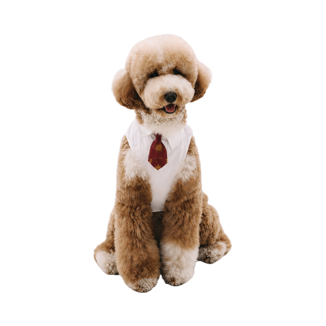 비에스래빗 펫 숏 타이 버건디(Bsrabbit Pet Short Tie Burgundy) - 1
