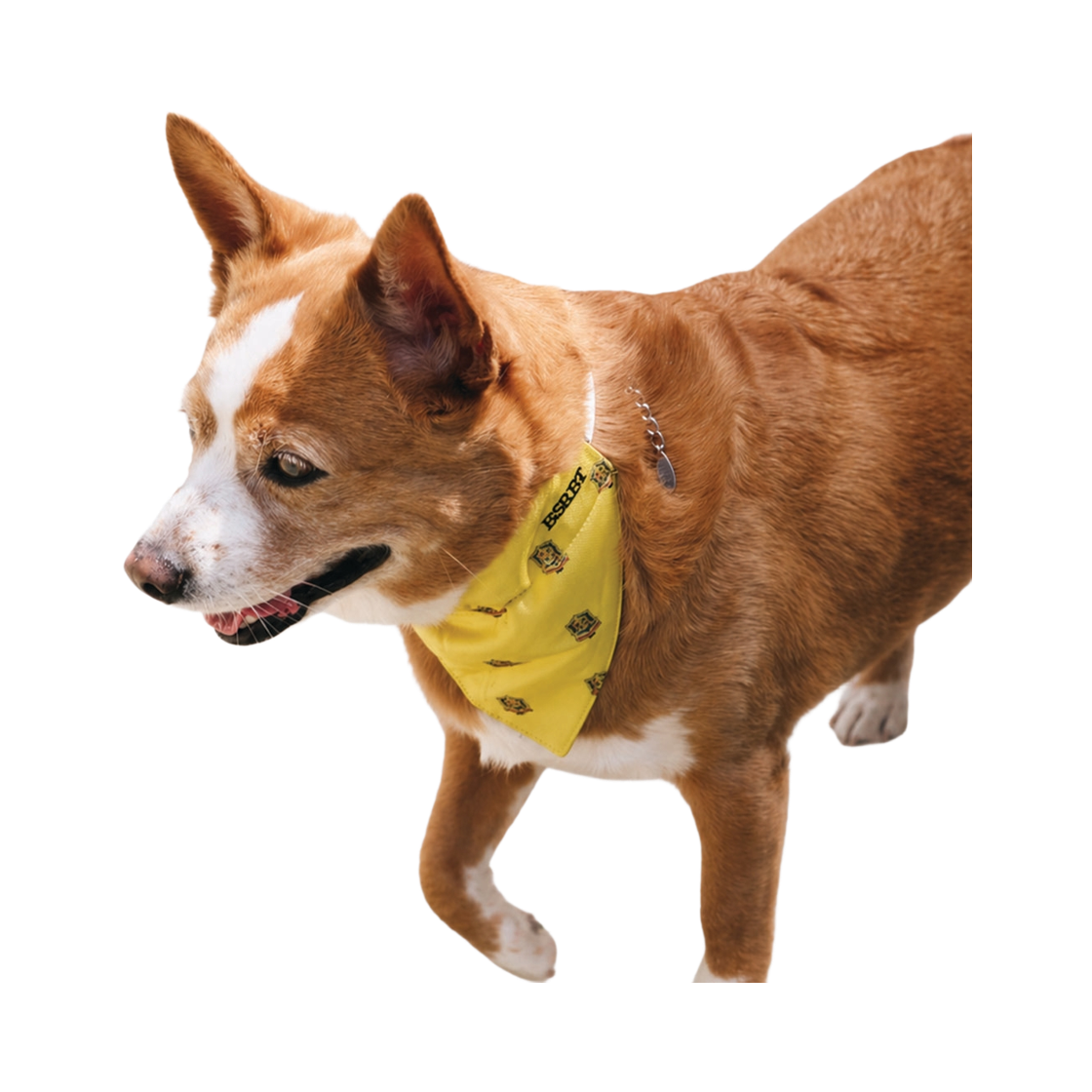 비에스래빗 펫 넥 스카프 옐로우(Bsrabbit Pet Neck Scarf Yellow)