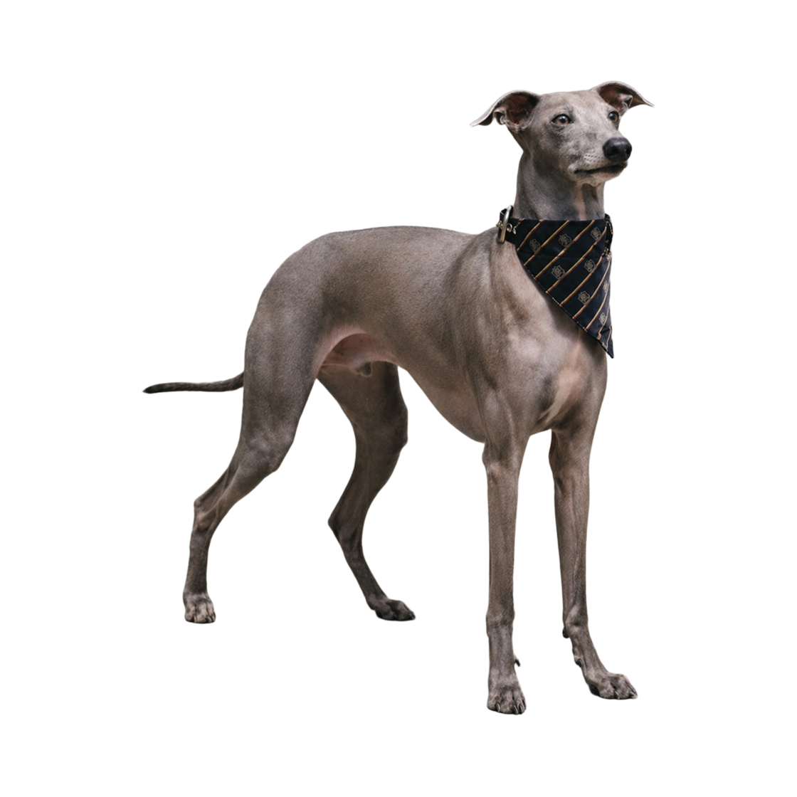 비에스래빗 펫 넥 스카프 블랙(Bsrabbit Pet Neck Scarf Black)